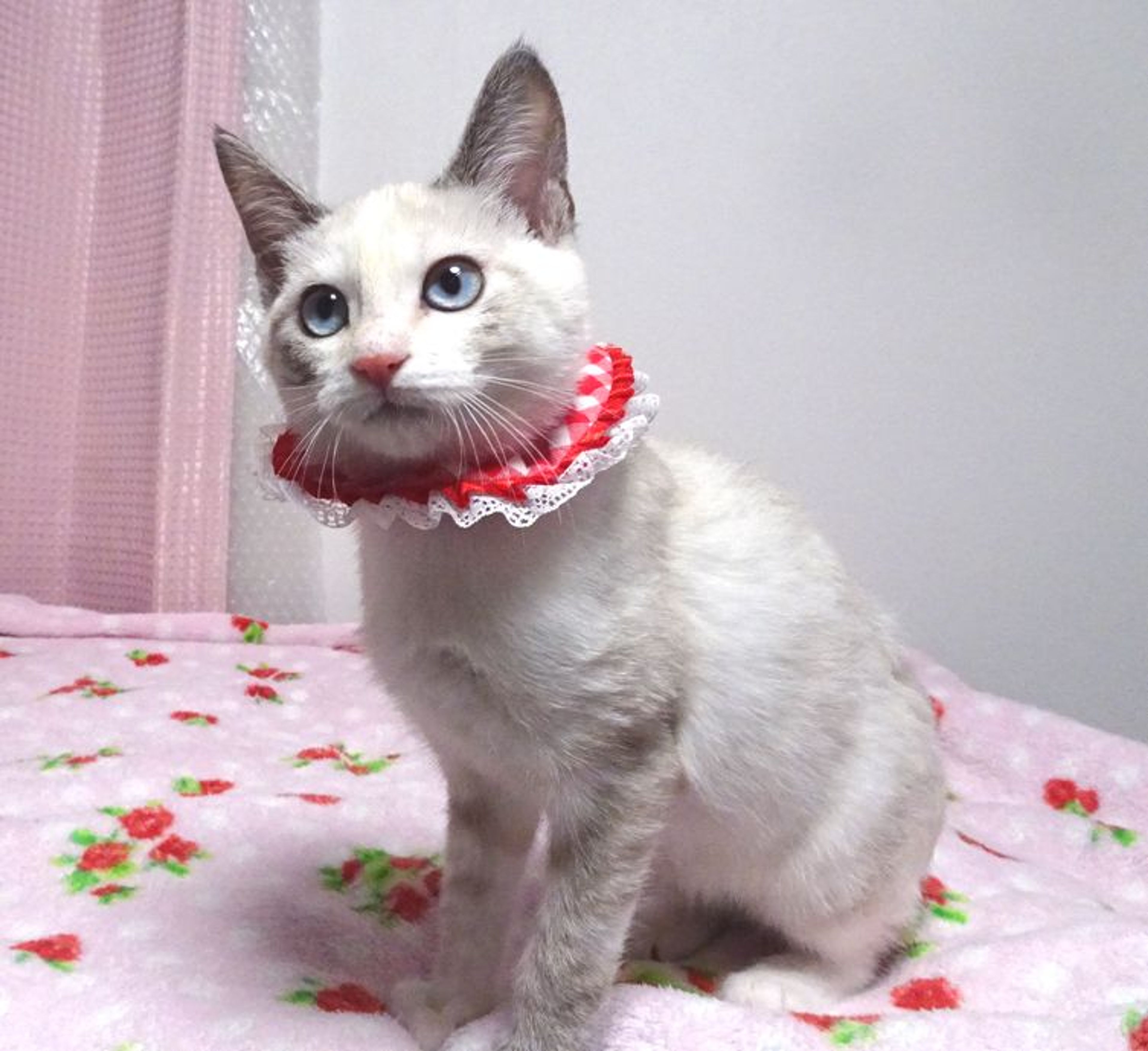pet-image-5