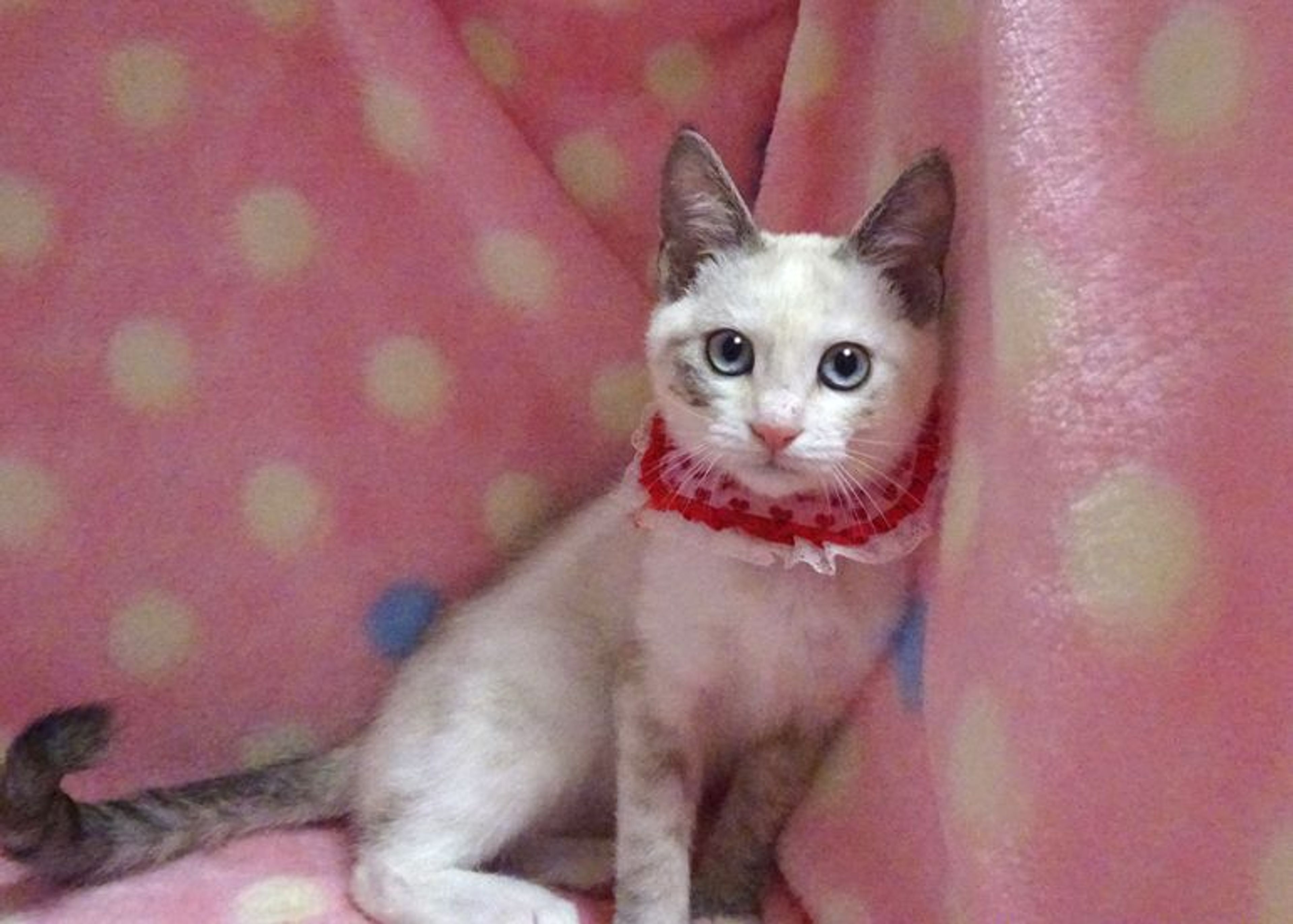 pet-image-6