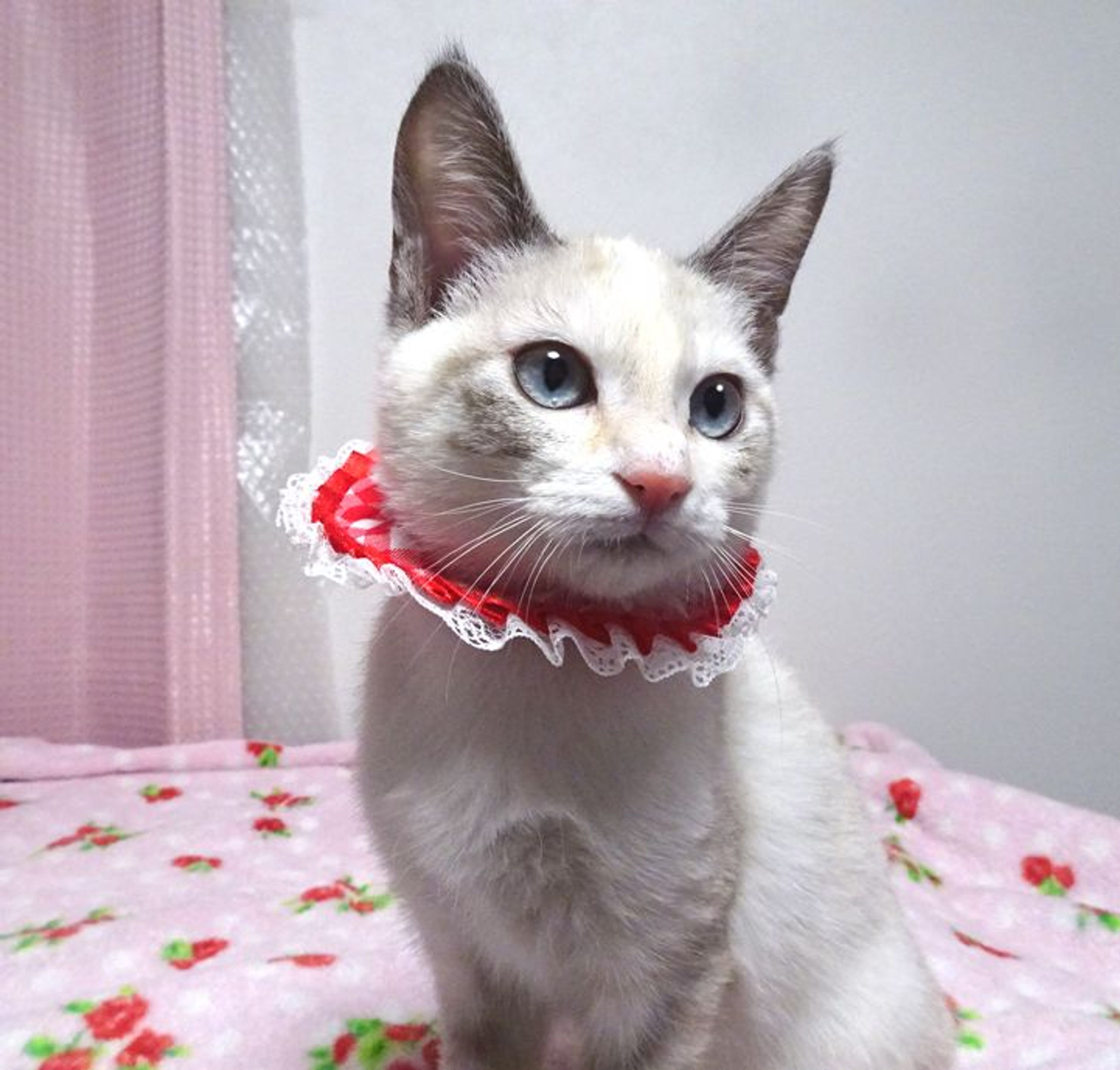 pet-image-7