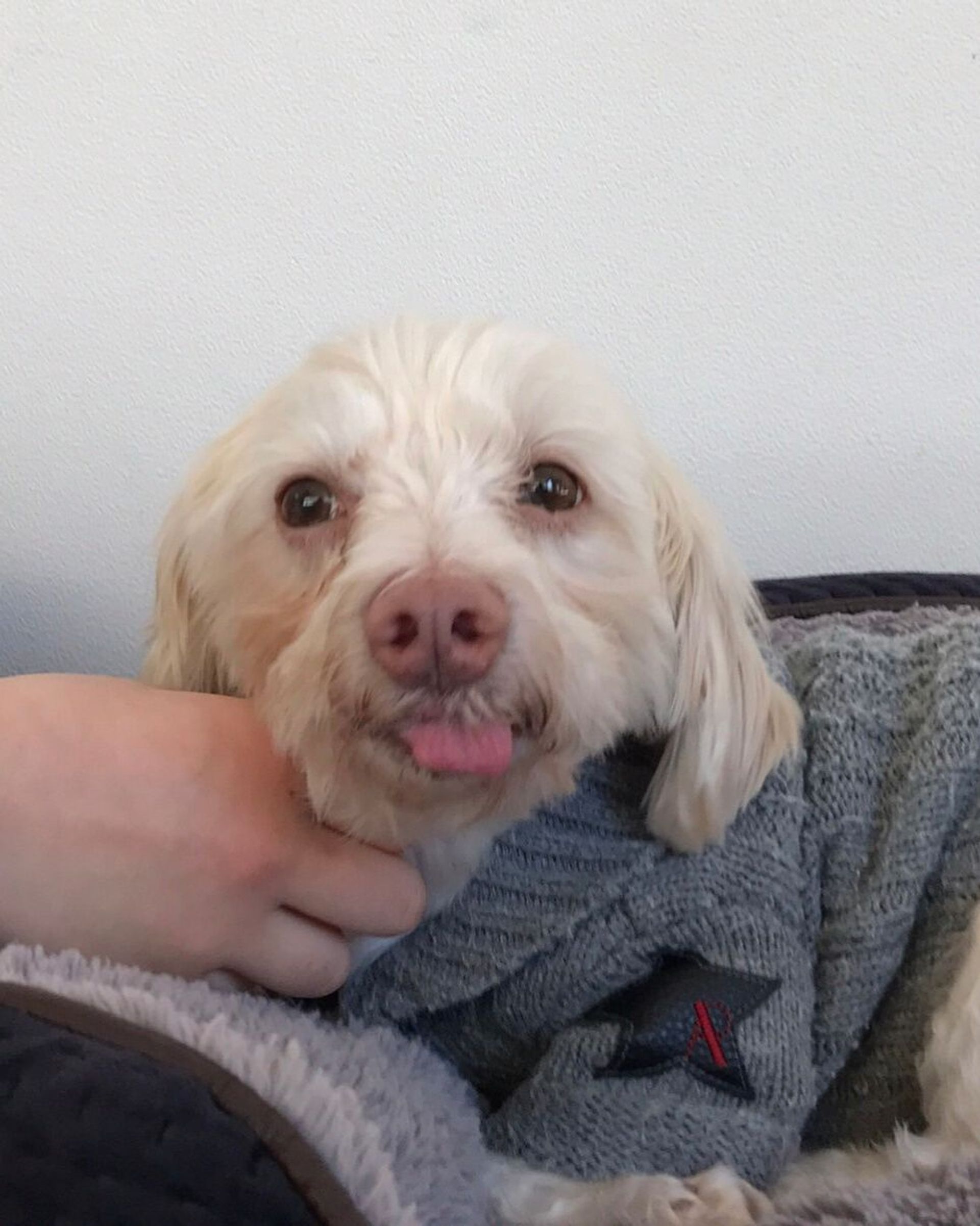 雑種（ミックス犬）・オスの里親募集の写真
