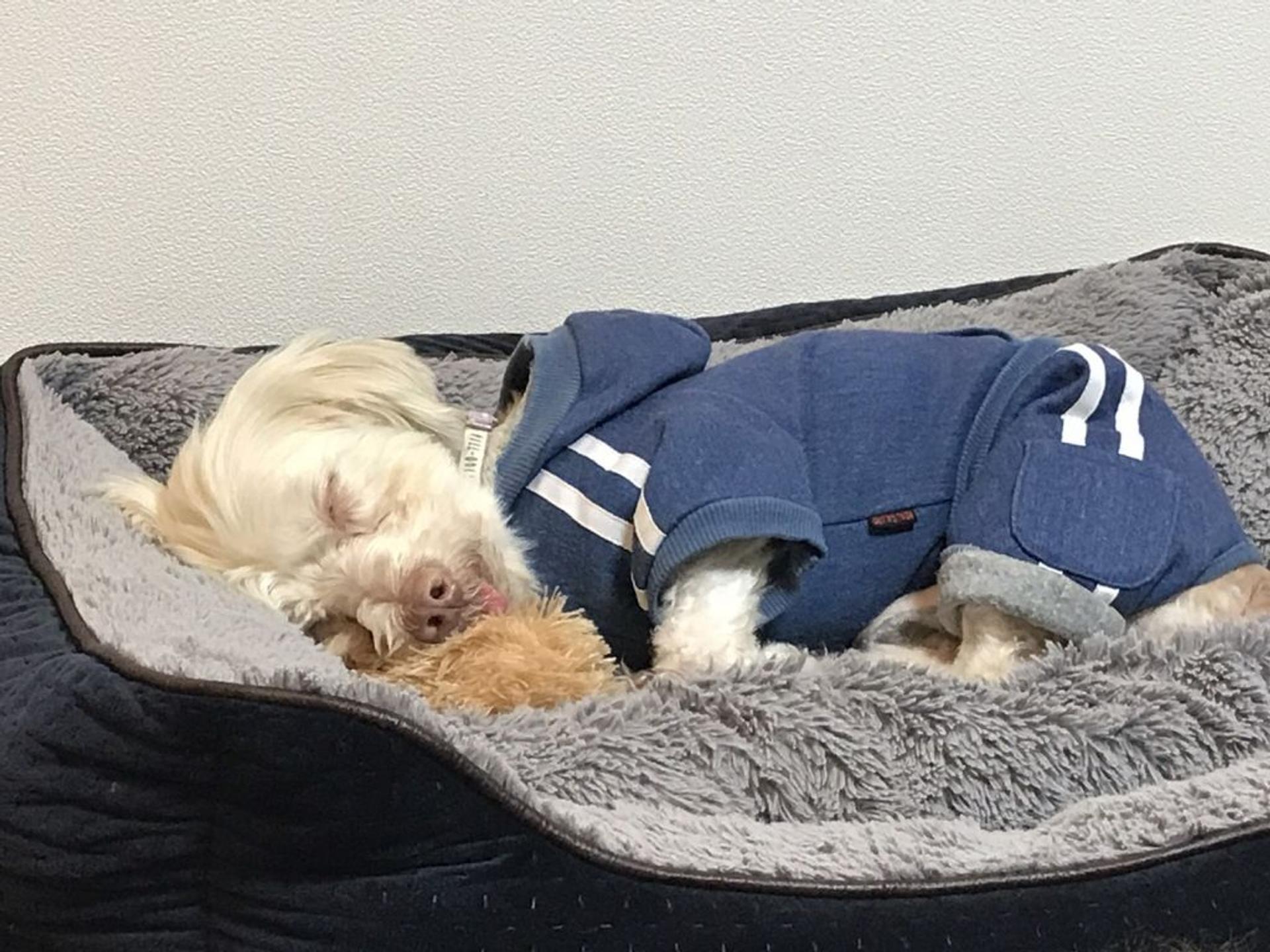 pet-image-6