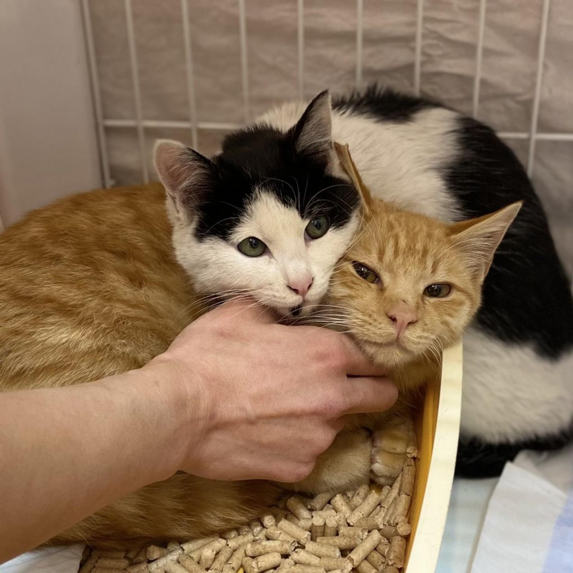 pet-image-2