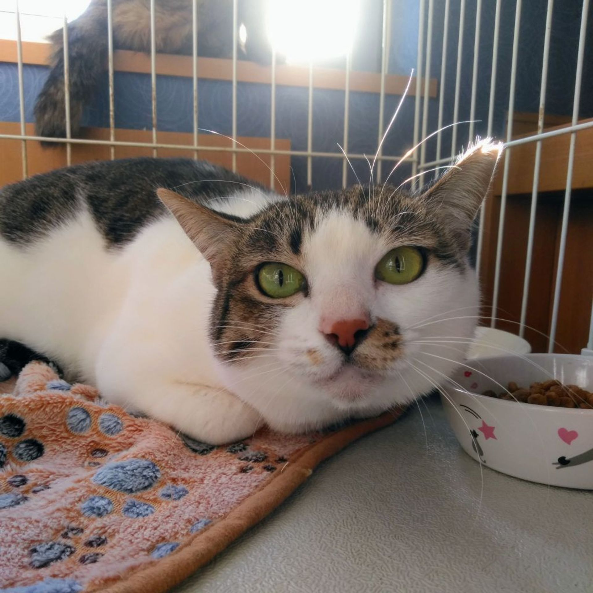 雑種（ミックス猫）・メスの里親募集の写真