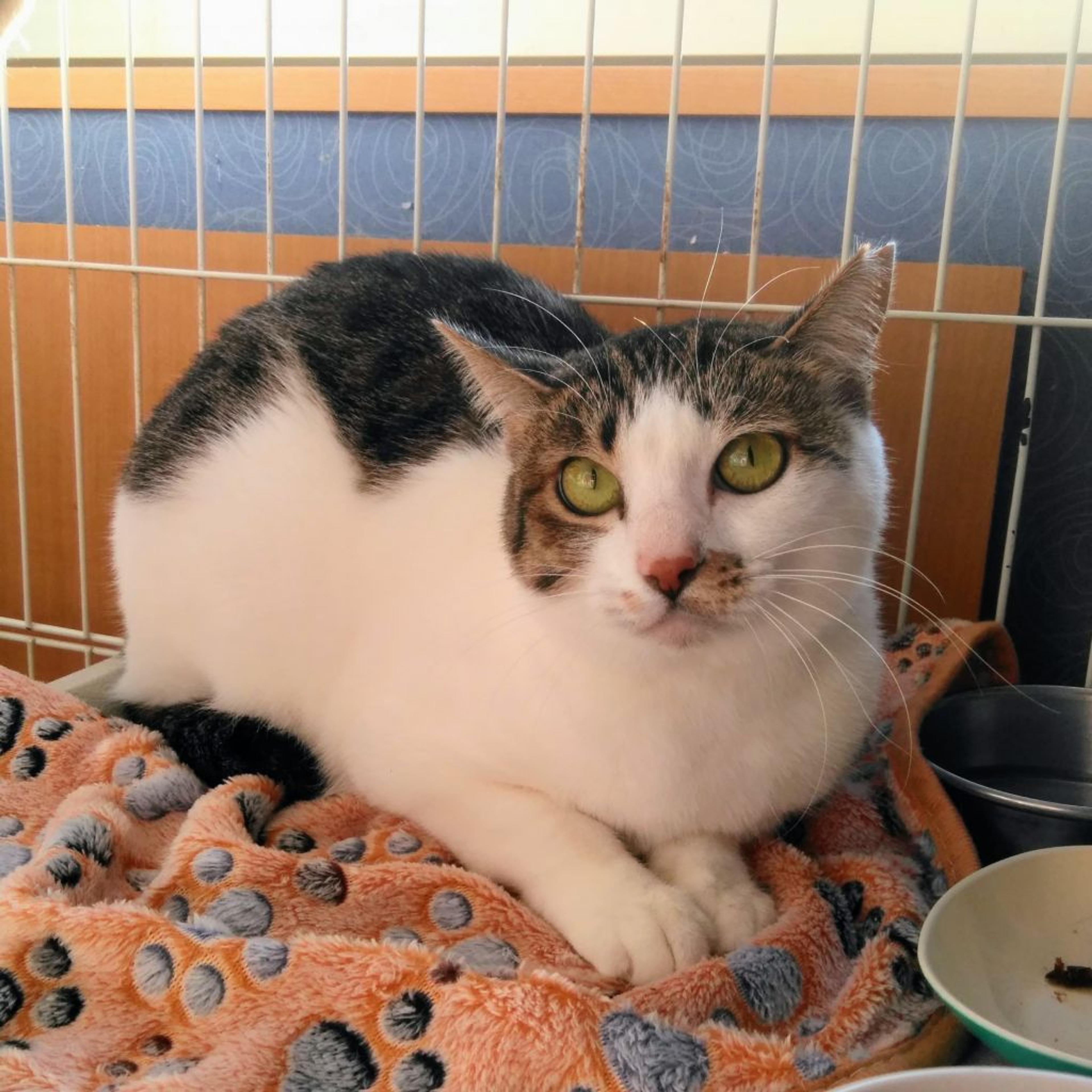 pet-image-2