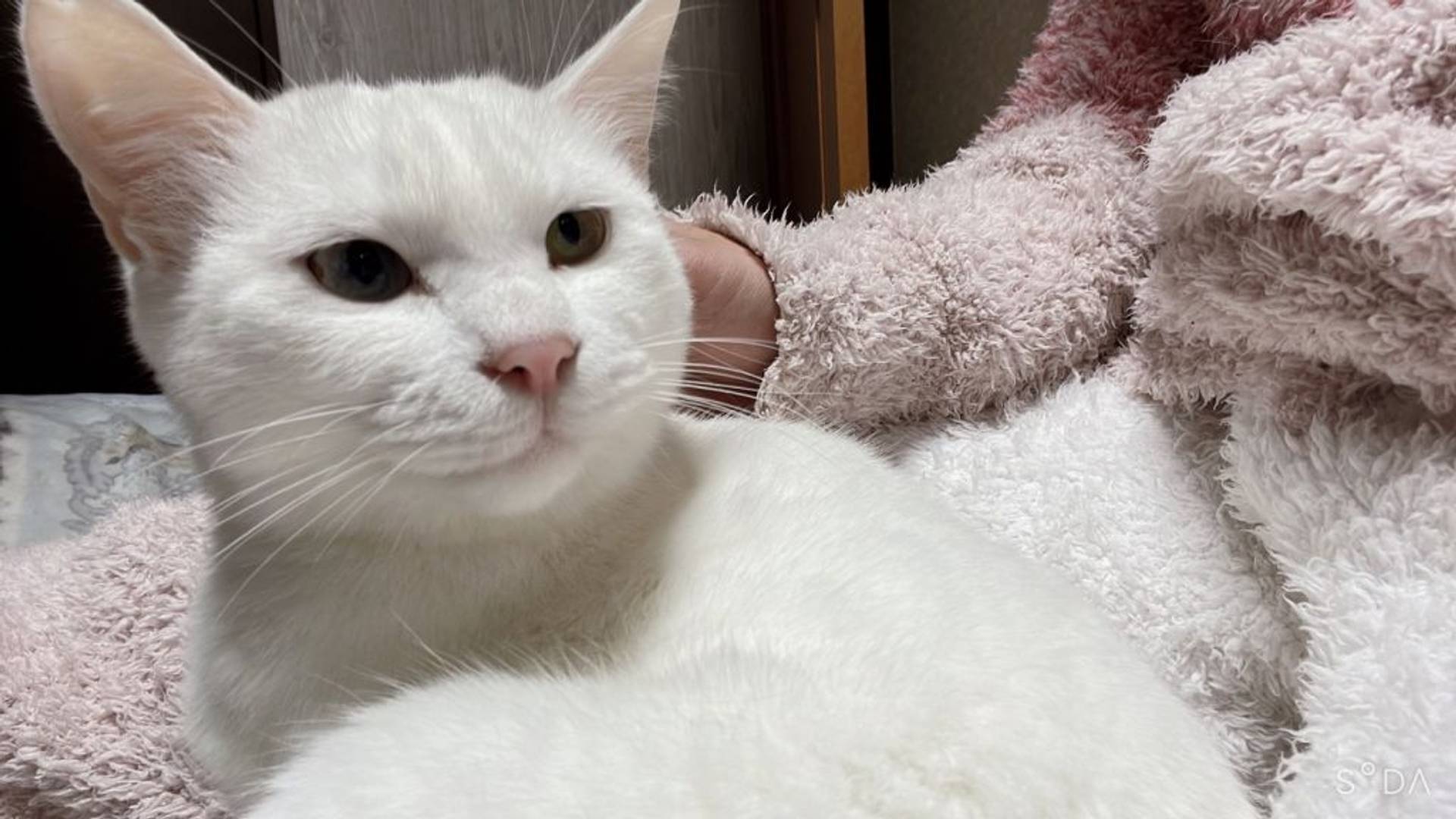 雑種（ミックス猫）・メスの里親募集の写真