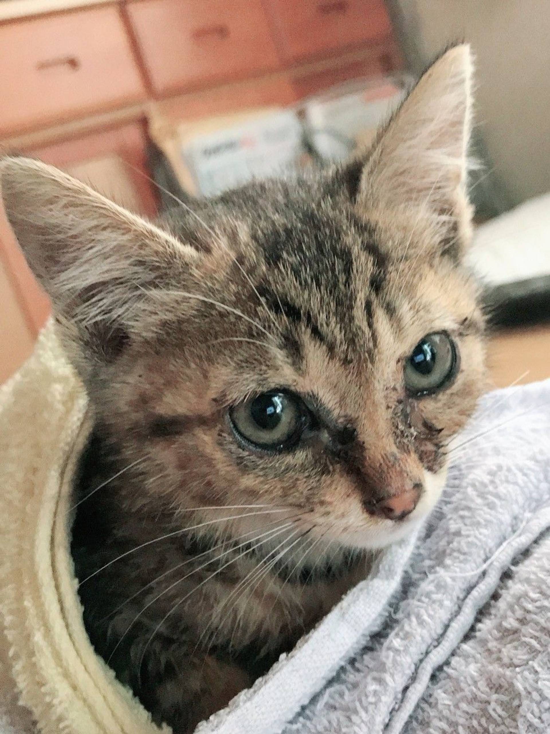 雑種（ミックス猫）・メスの里親募集の写真