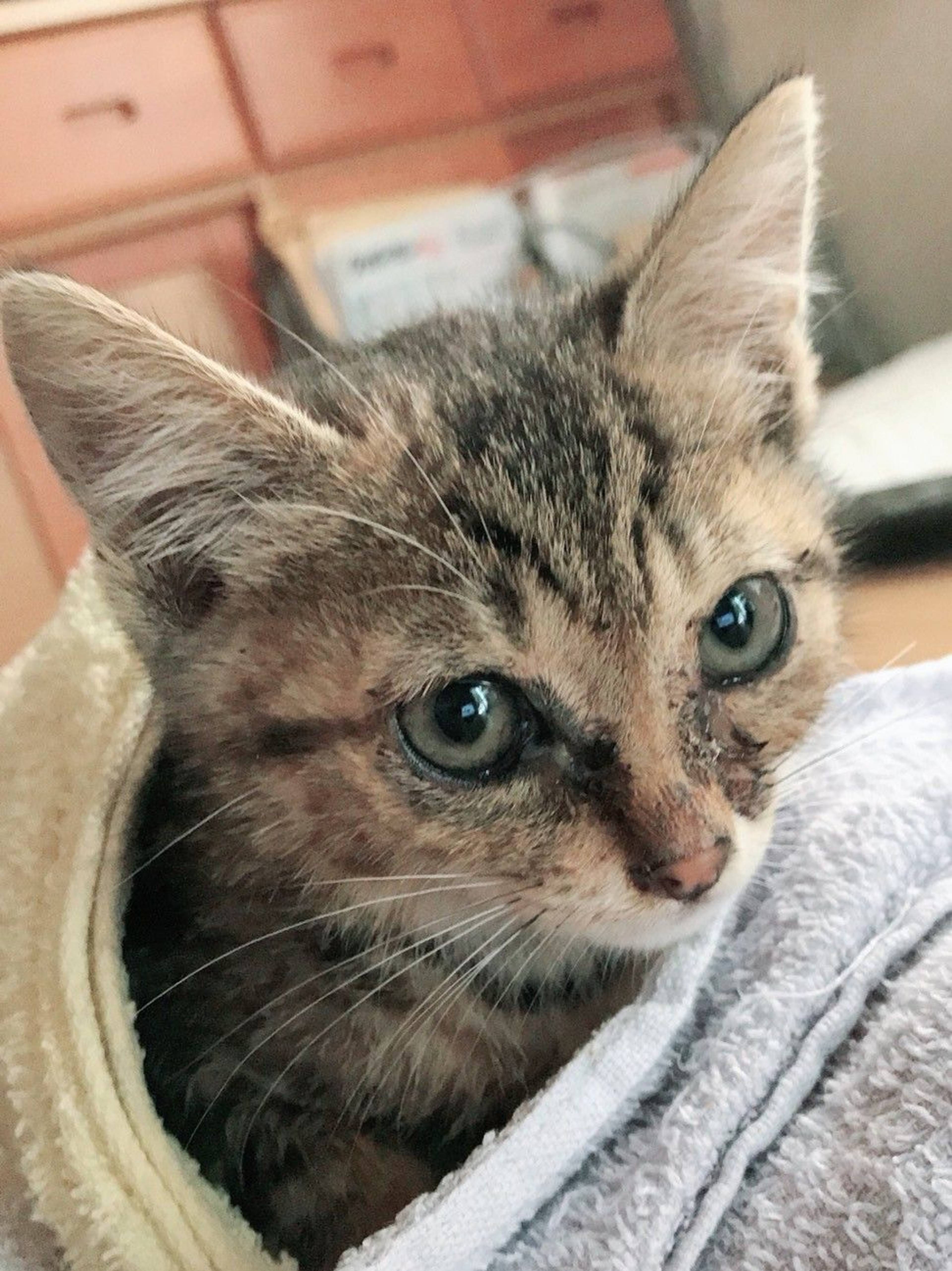雑種（ミックス猫）・メスの里親募集の写真