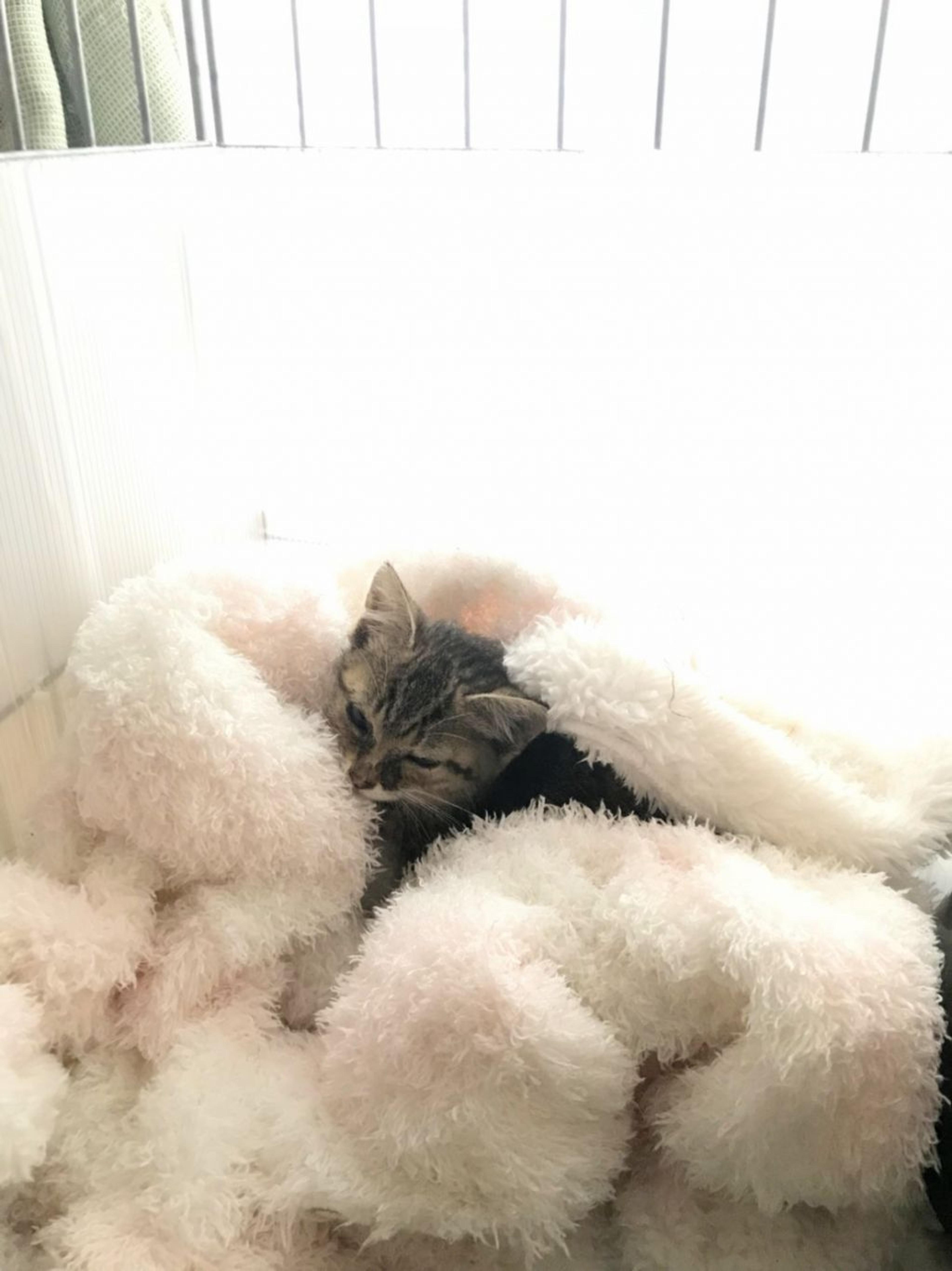 pet-image-3