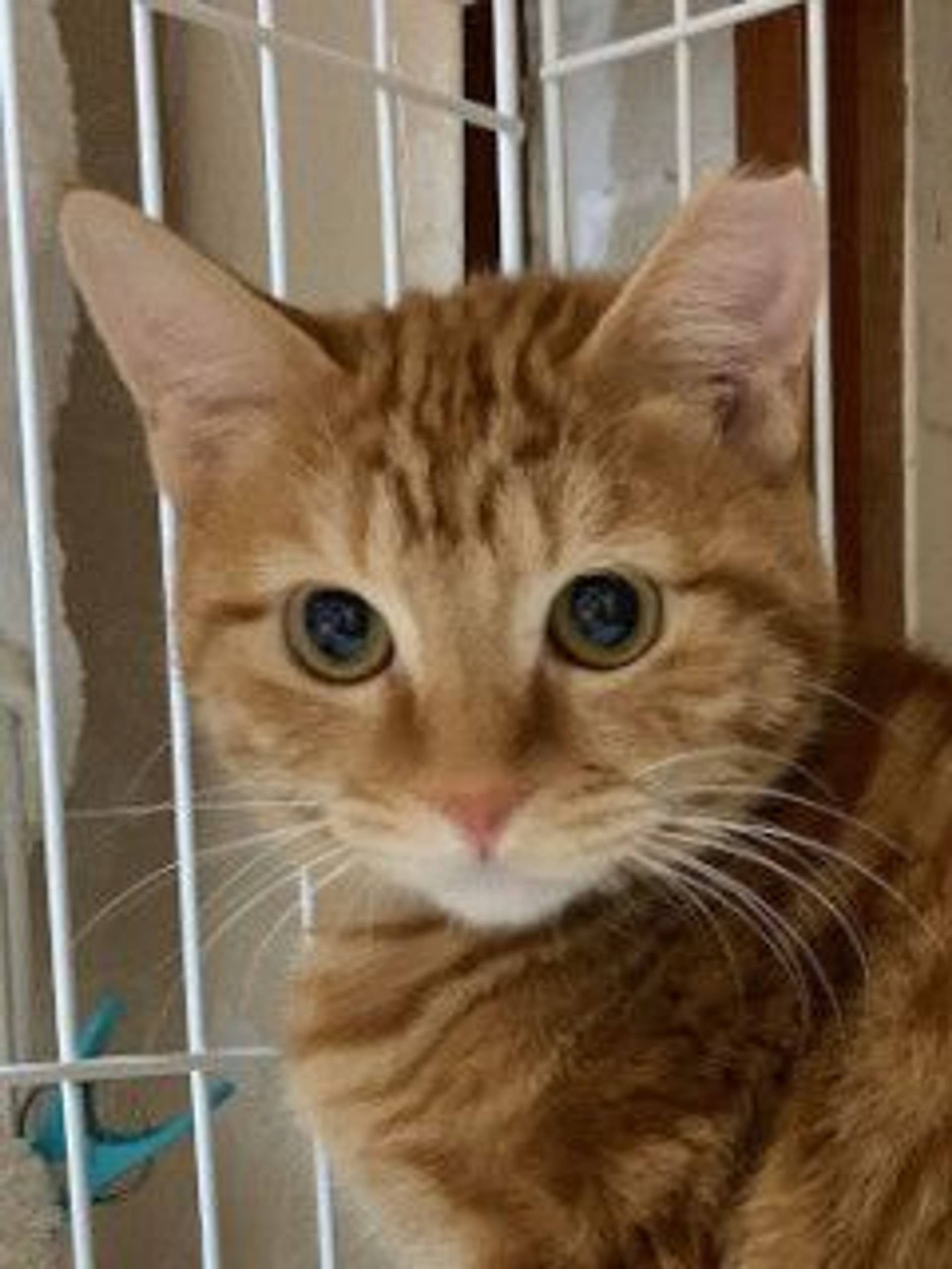 雑種（ミックス猫）・メスの里親募集の写真