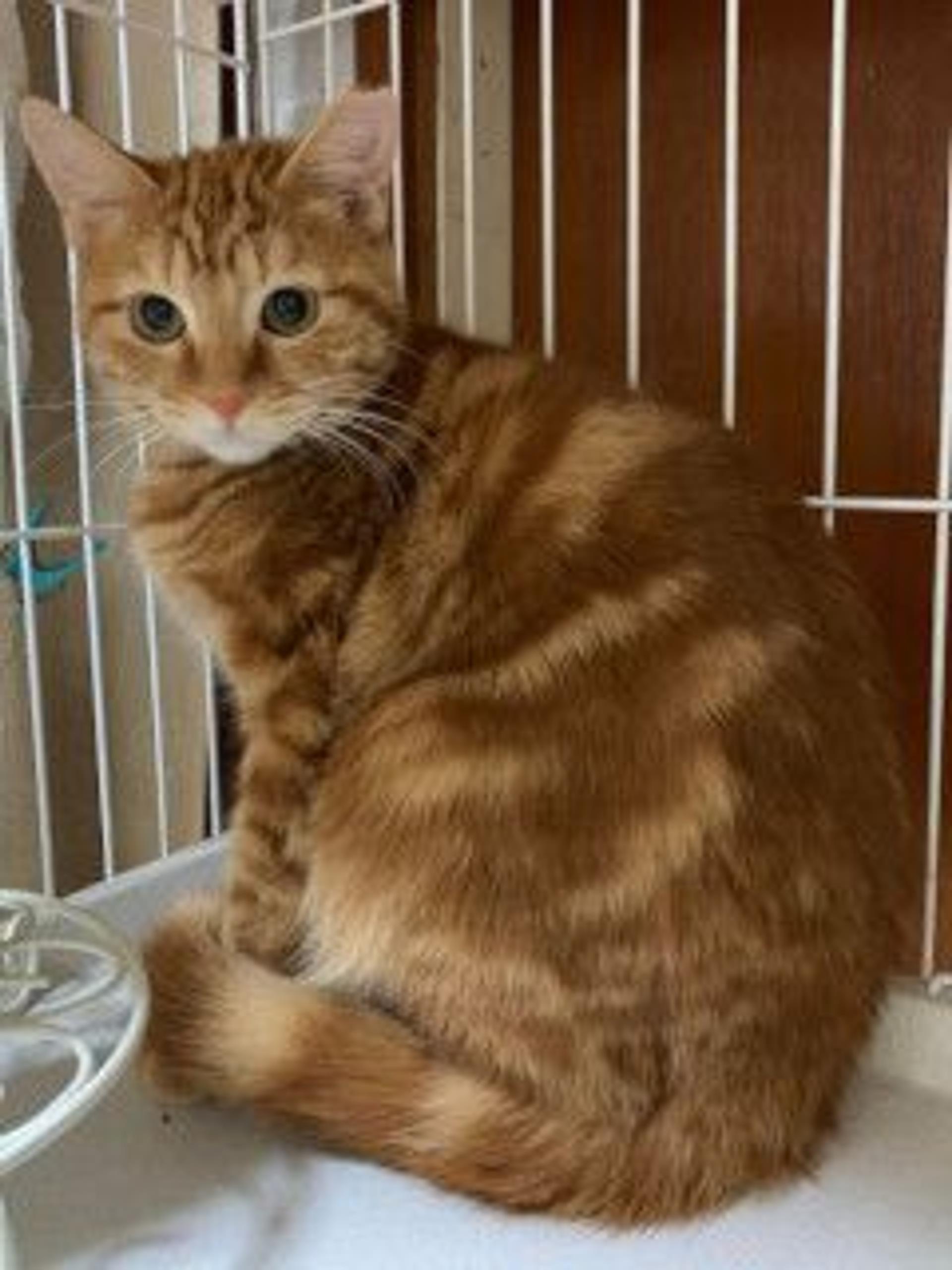 pet-image-3