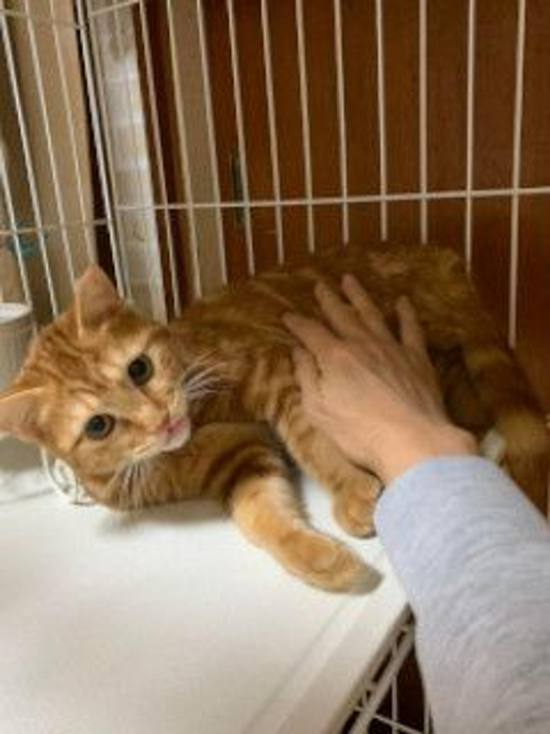 pet-image-8
