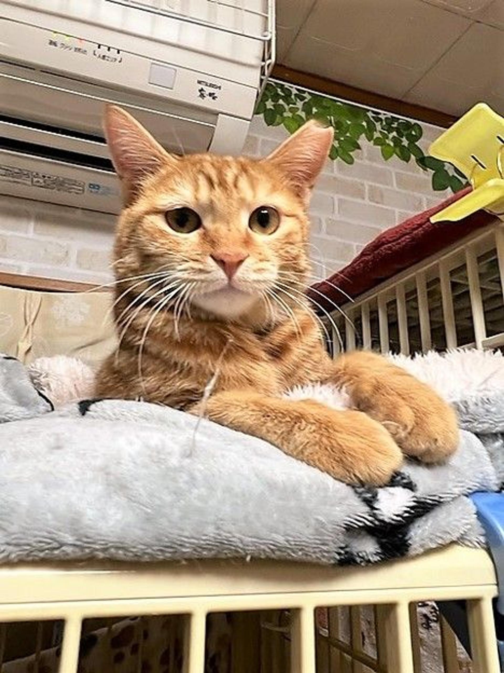 pet-image-2