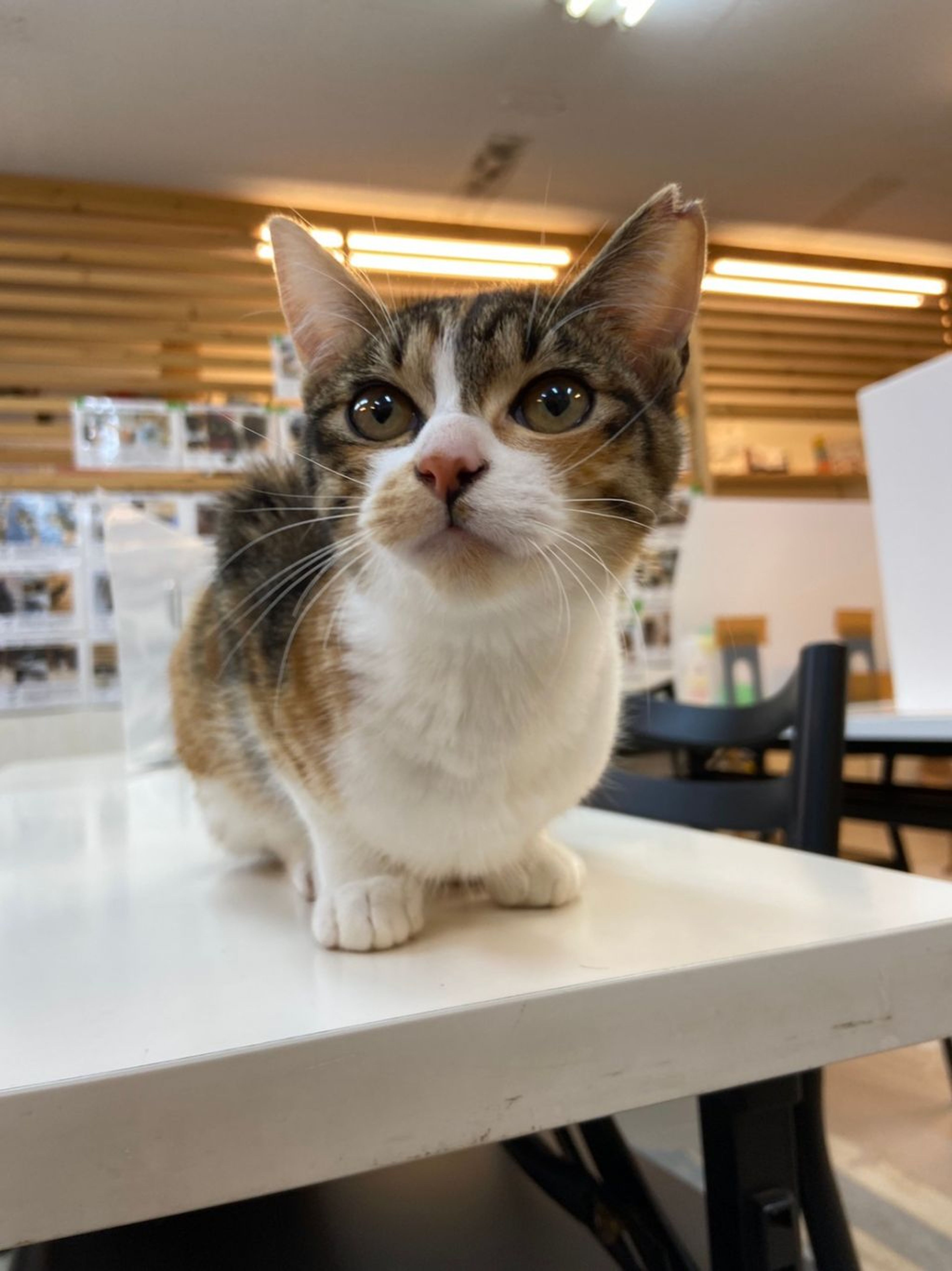 雑種（ミックス猫）・メスの里親募集の写真