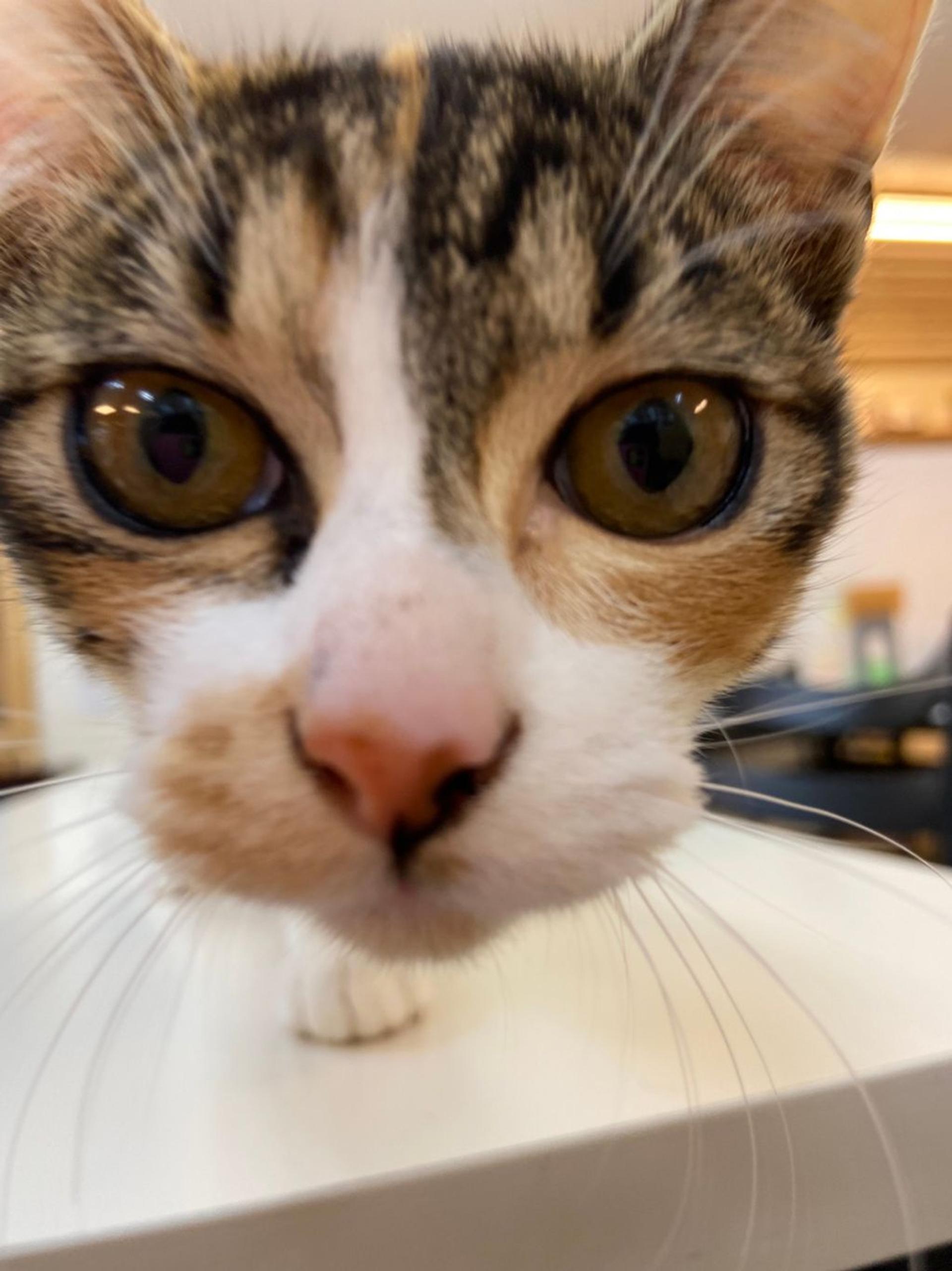 pet-image-2