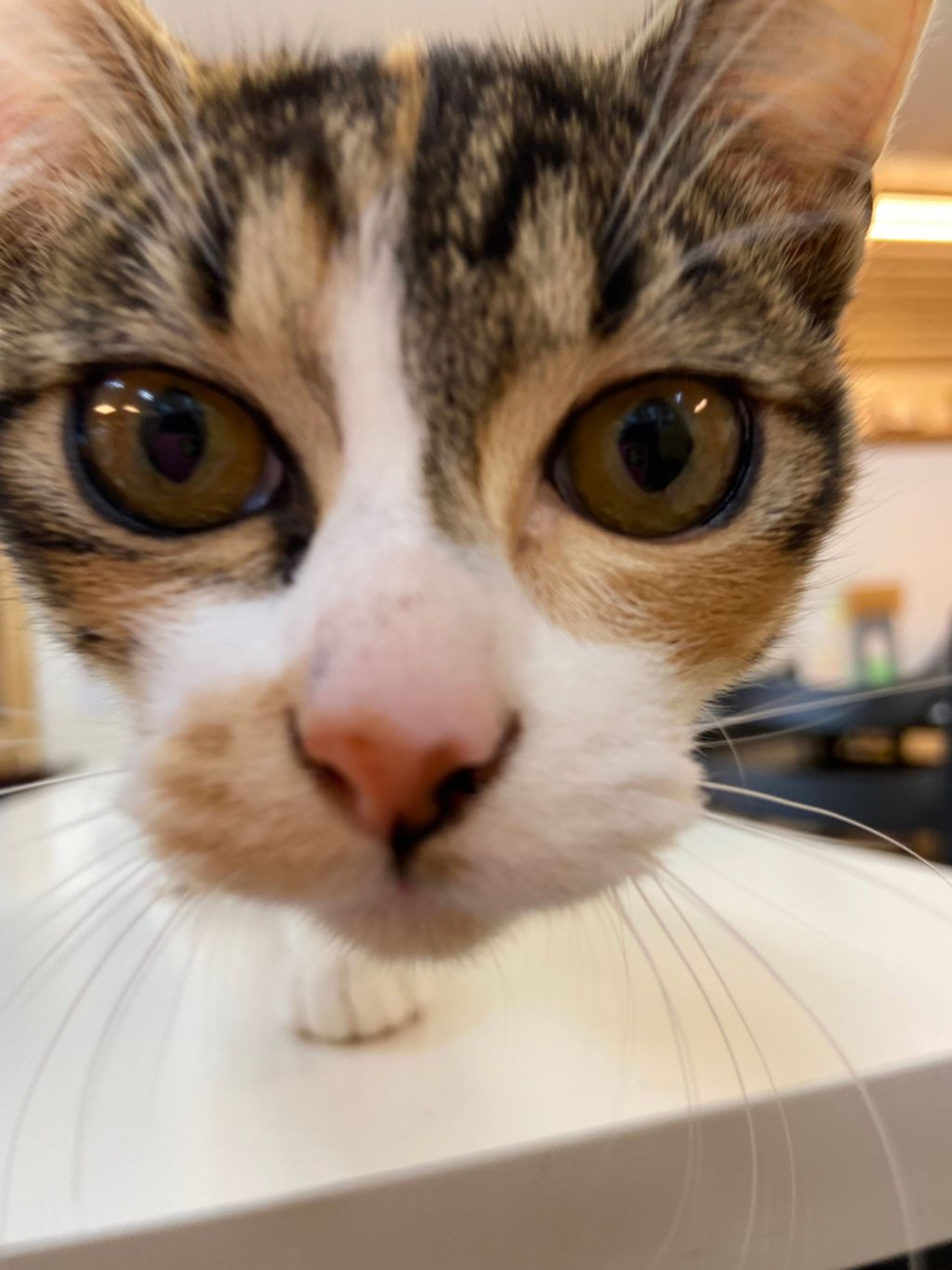 pet-image-2