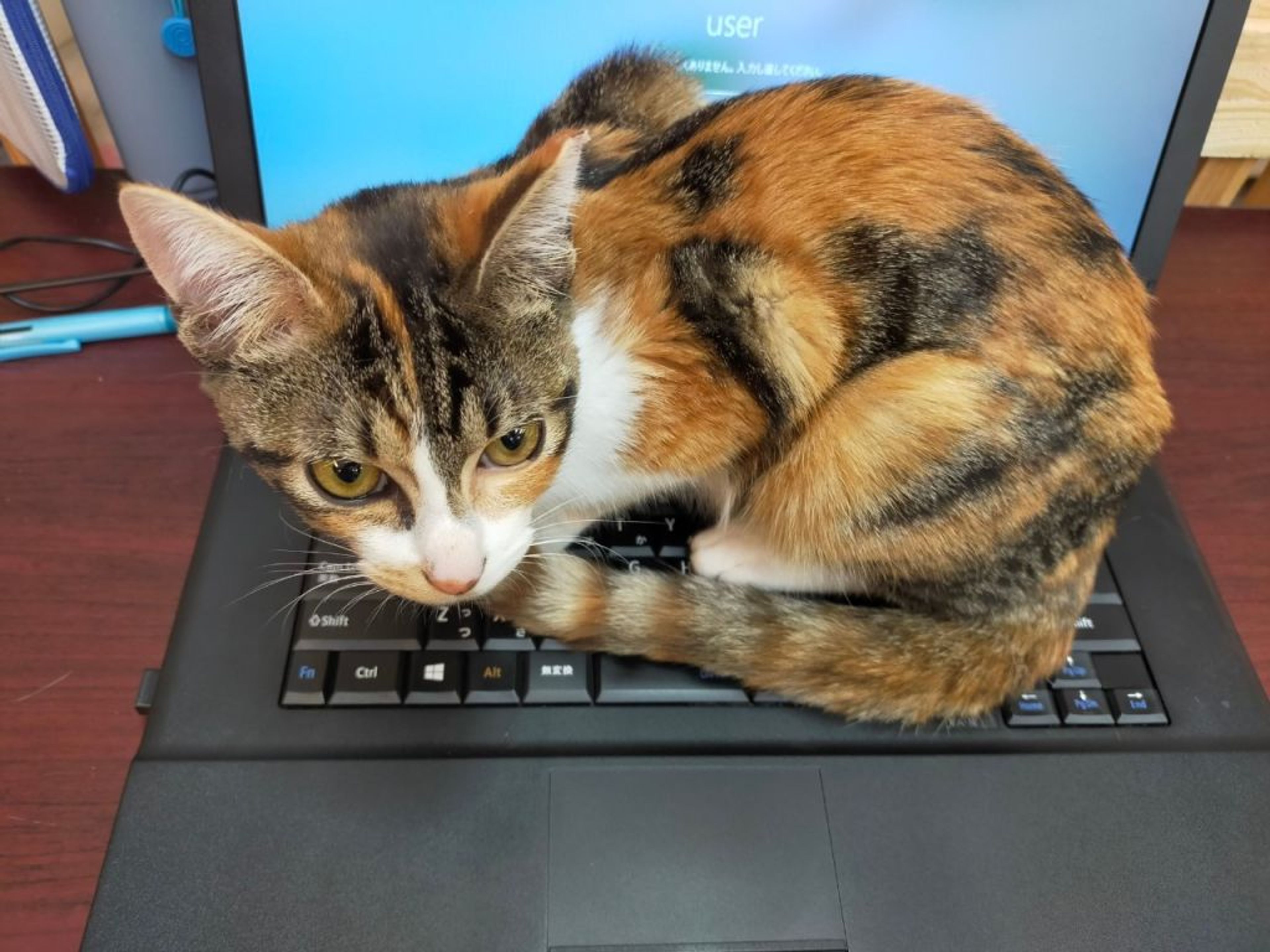 pet-image-3