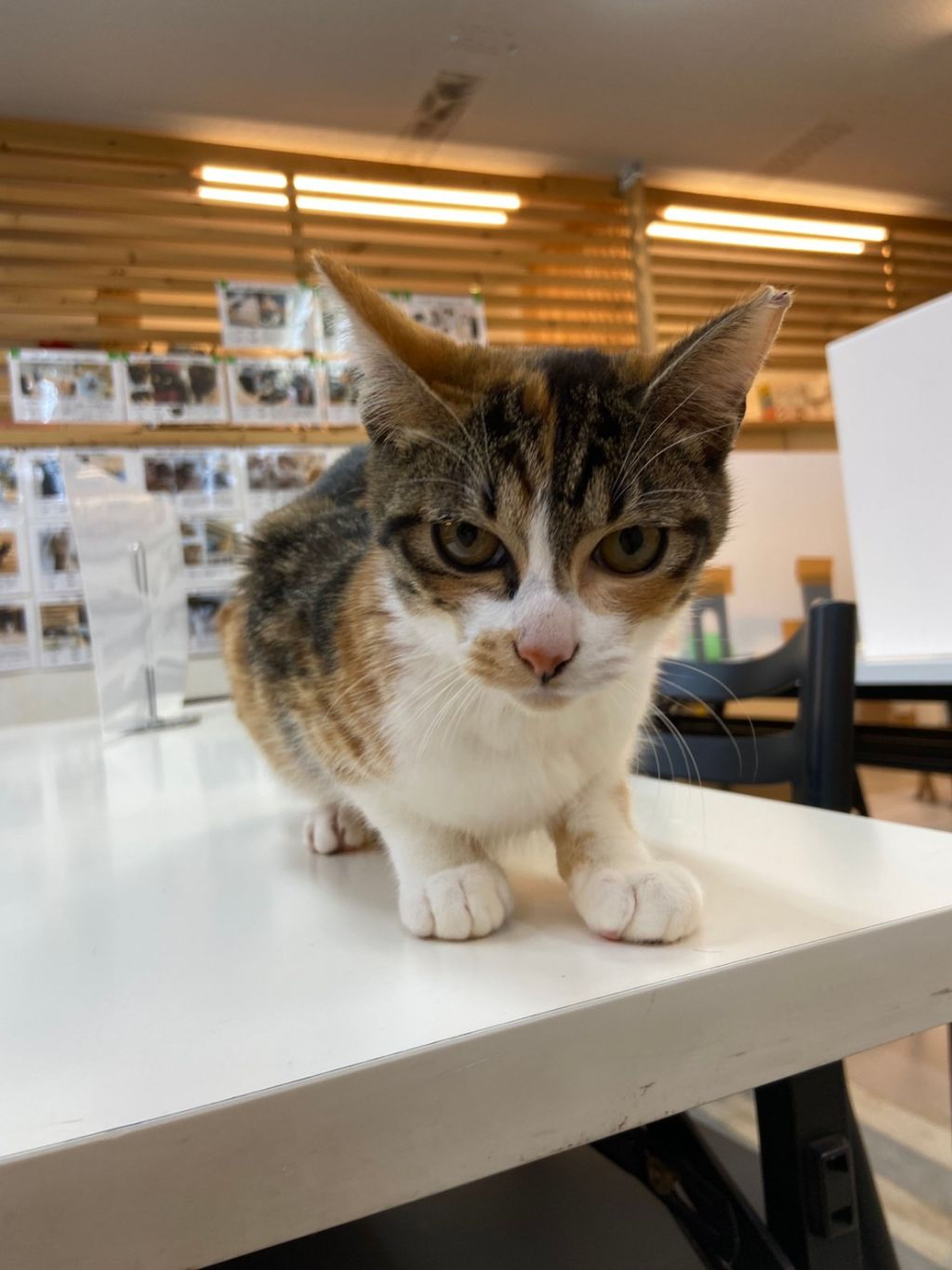 pet-image-4