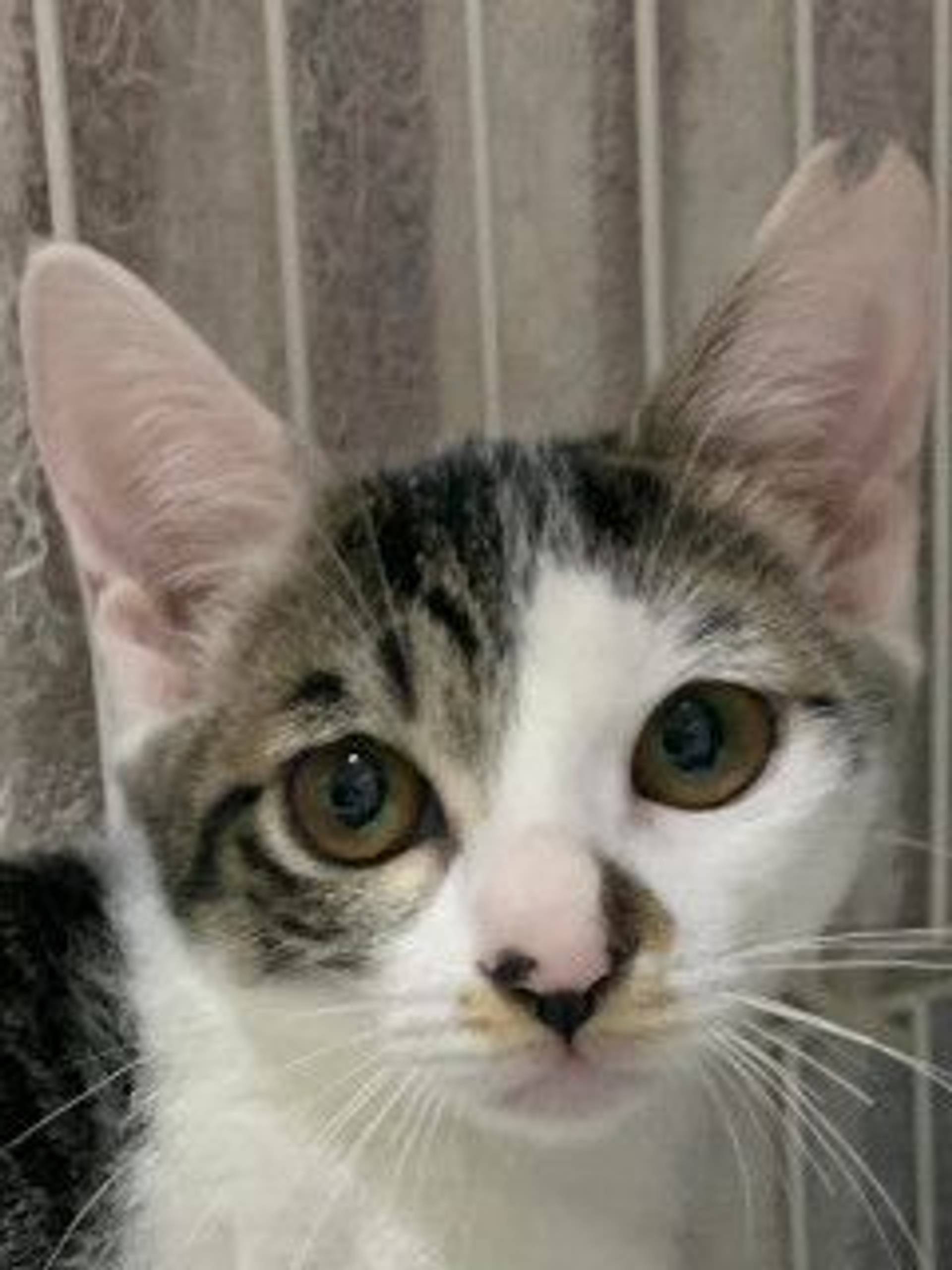 雑種（ミックス猫）・メスの里親募集の写真