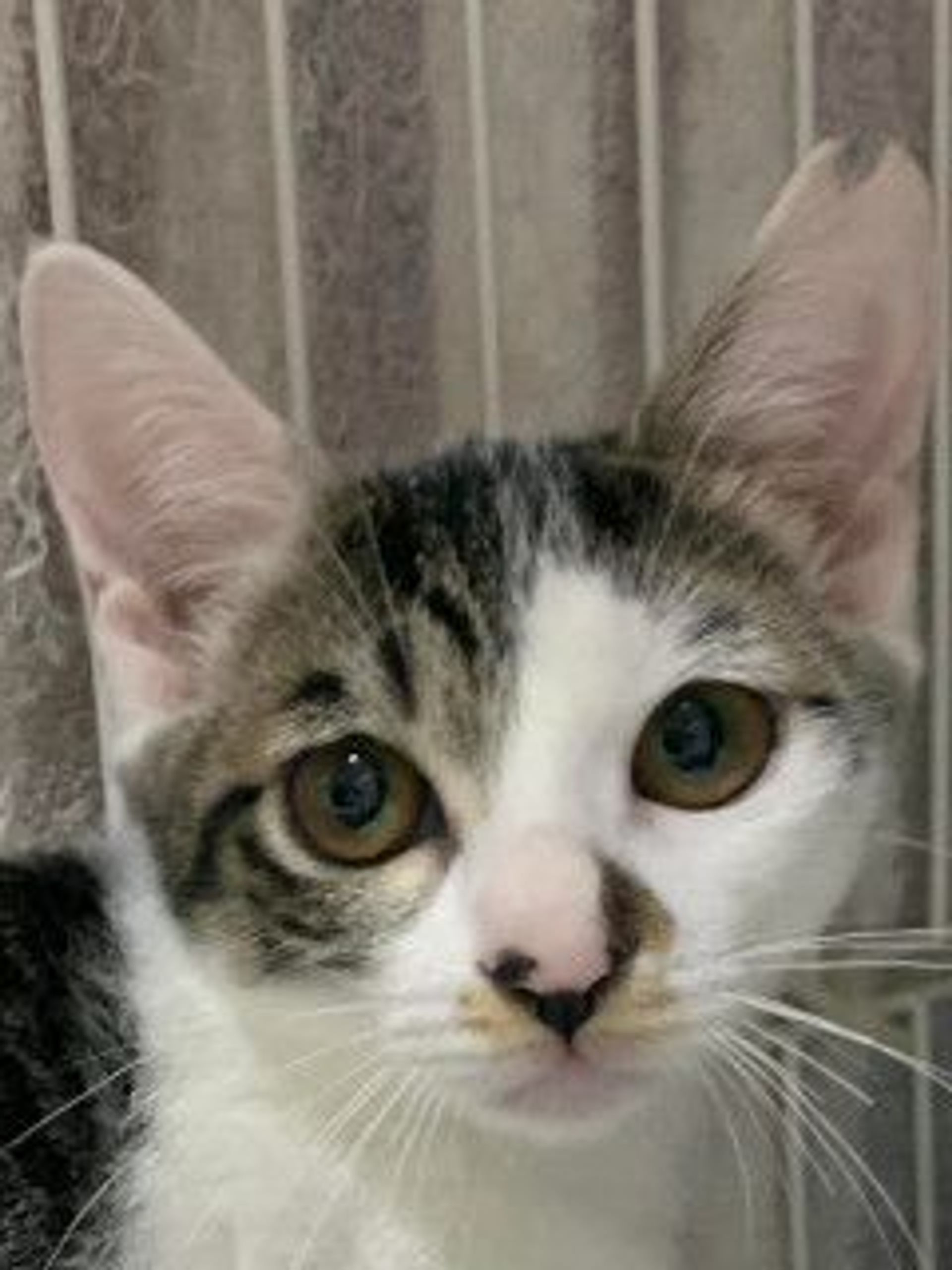 雑種（ミックス猫）・メスの里親募集の写真