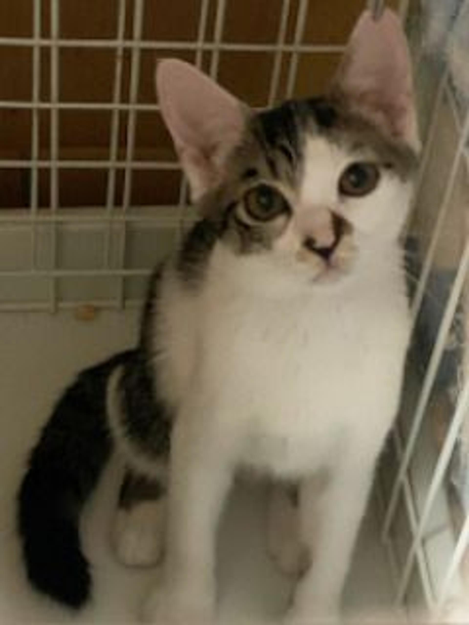 pet-image-2