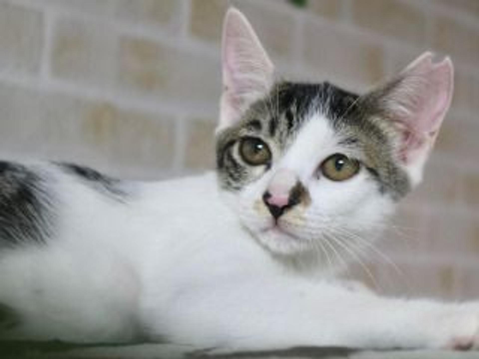 pet-image-4