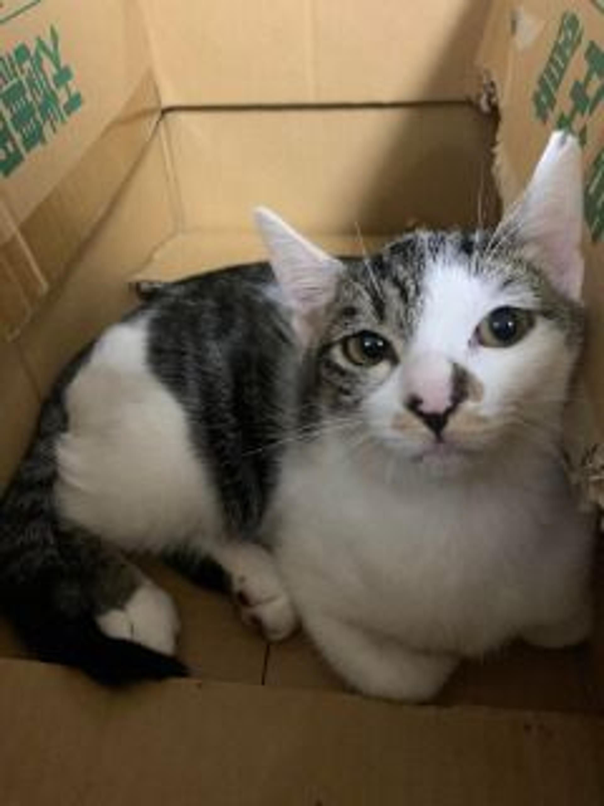 pet-image-5