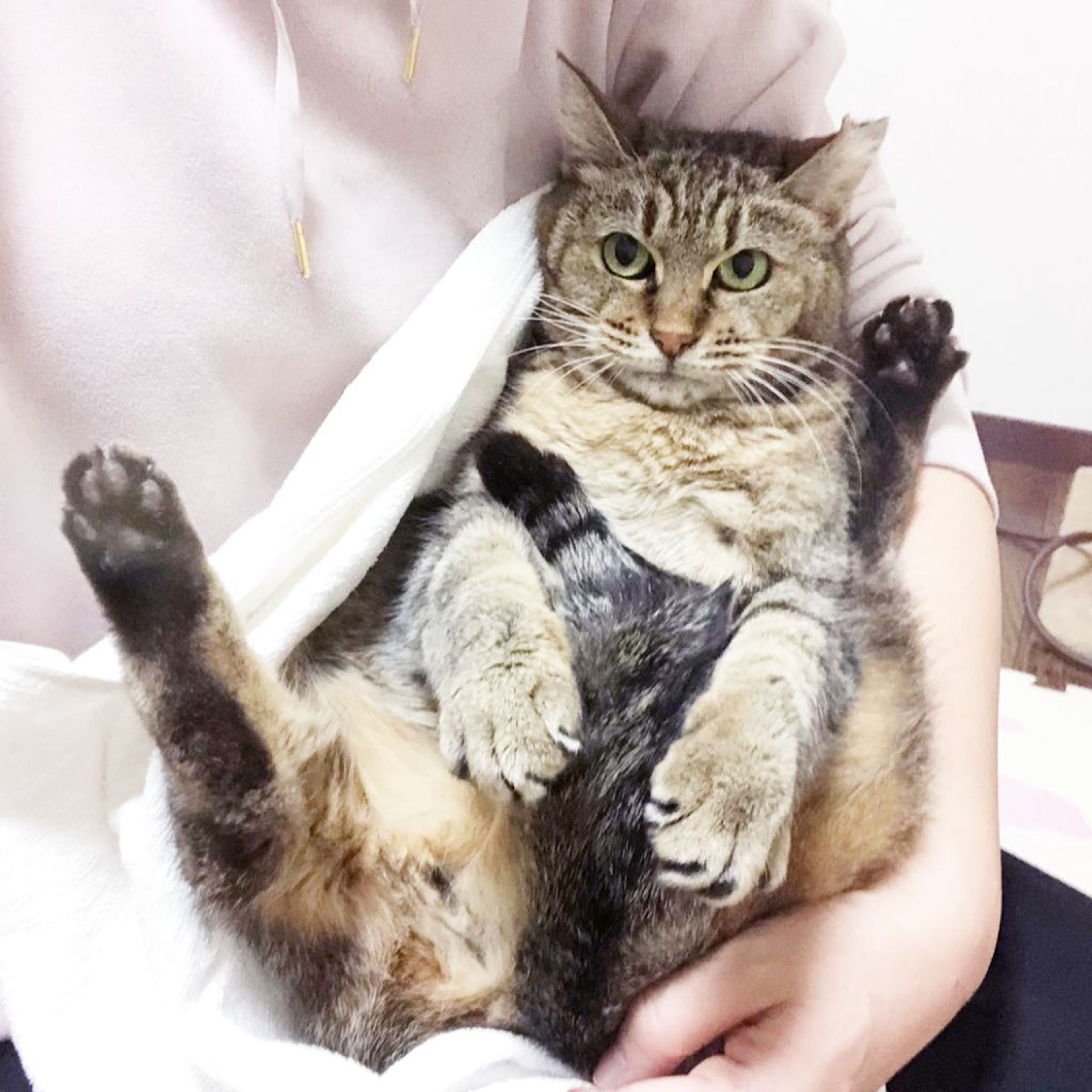 pet-image-5