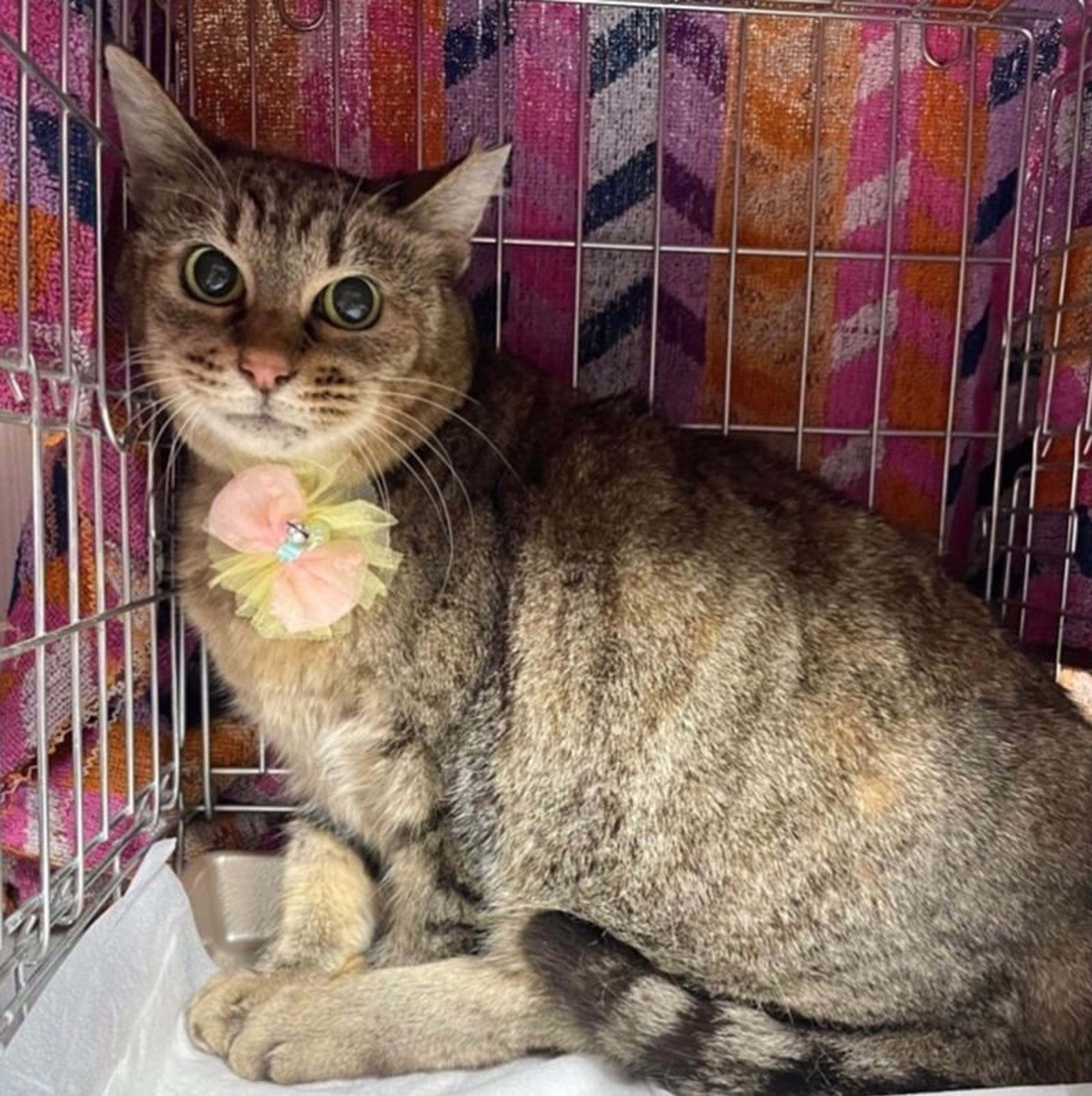 pet-image-9