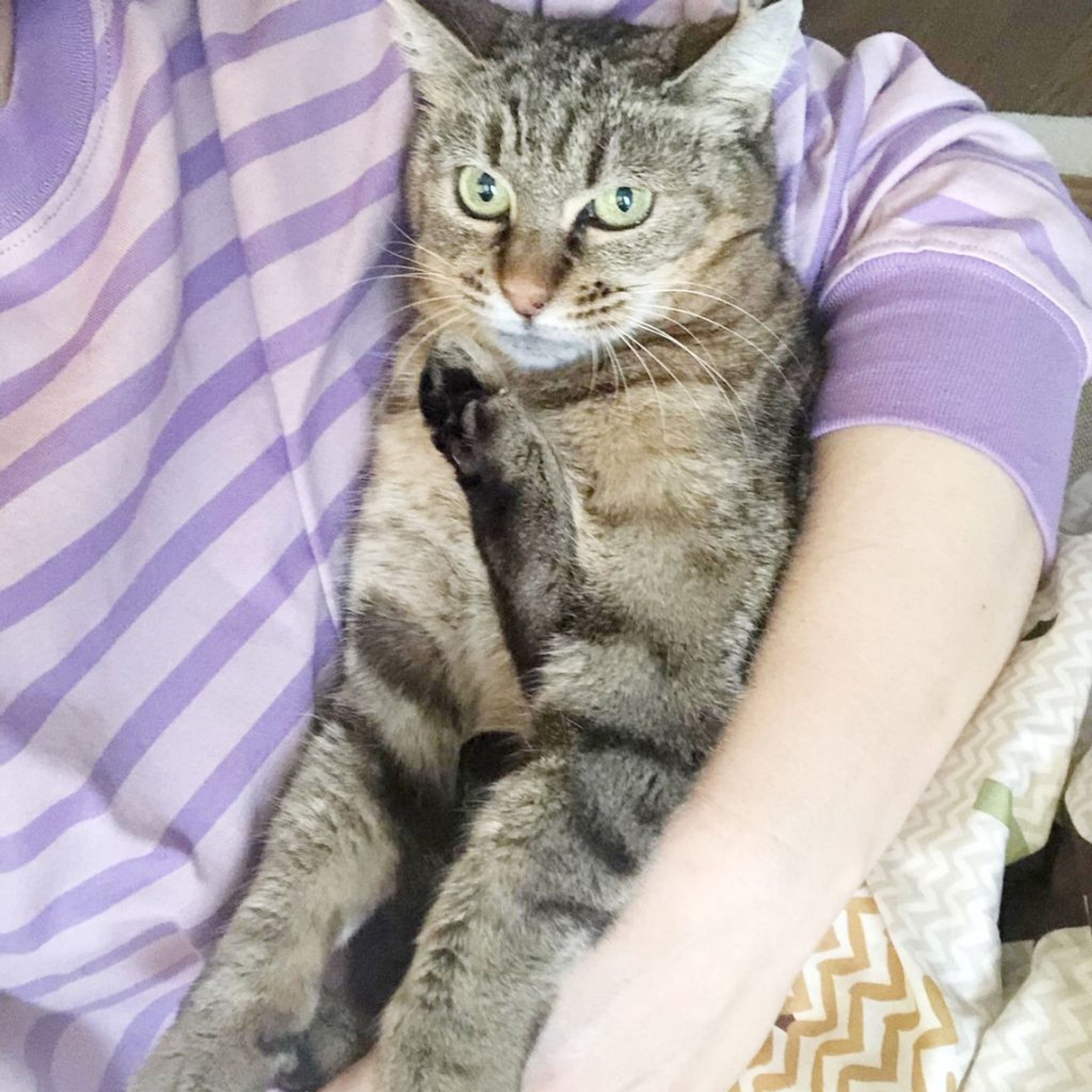 pet-image-2