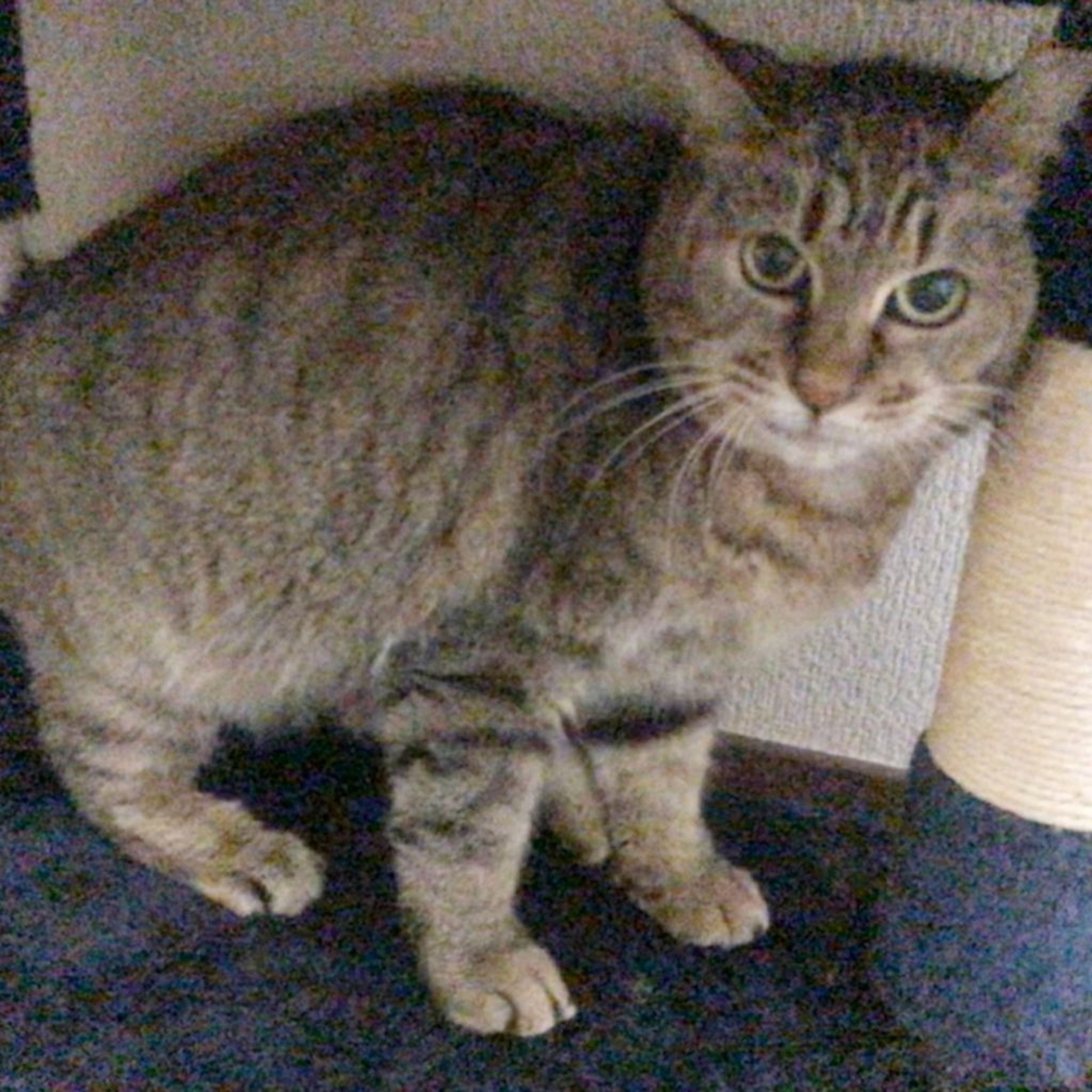 pet-image-4