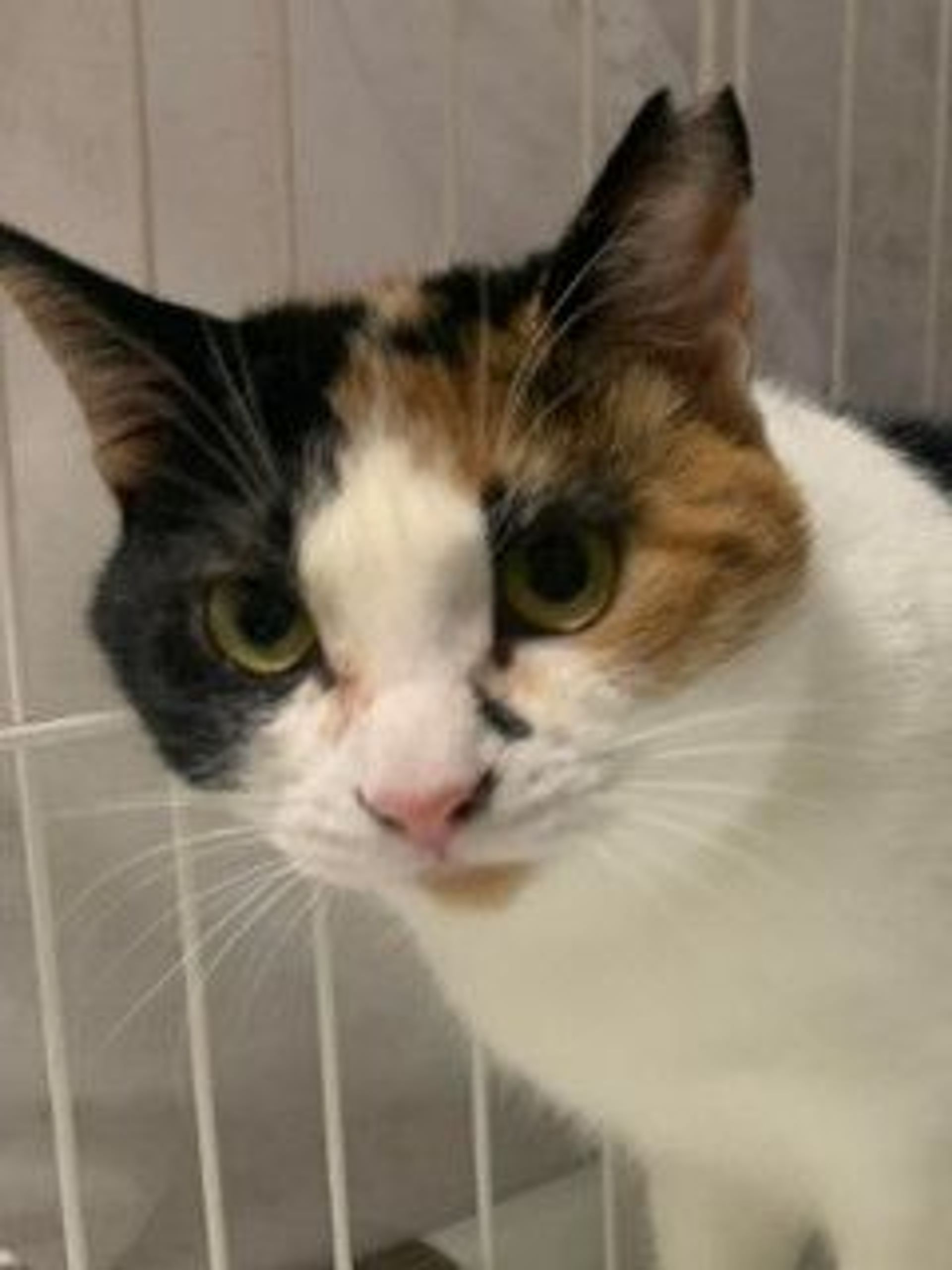 雑種（ミックス猫）・メスの里親募集の写真