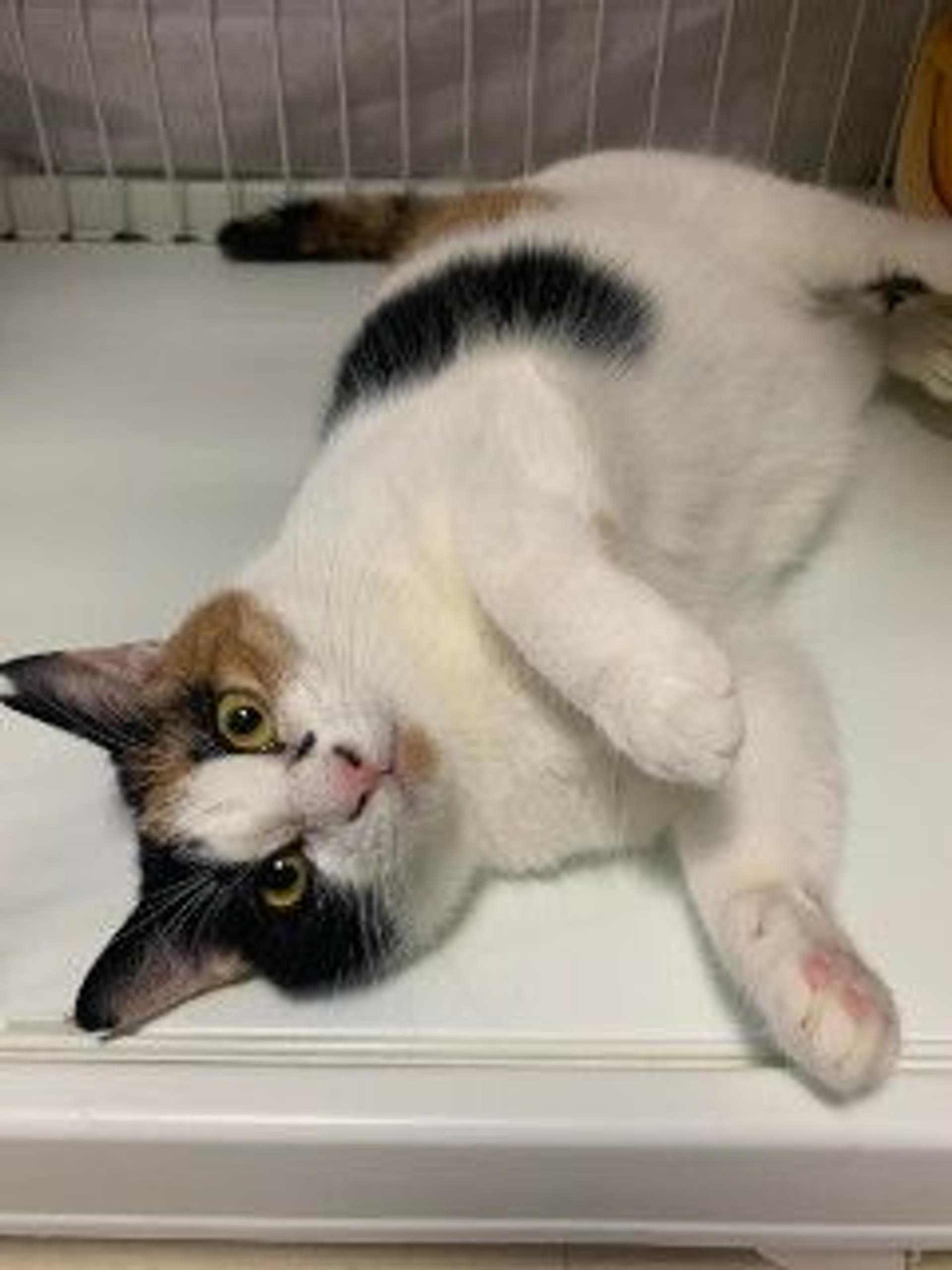 pet-image-5