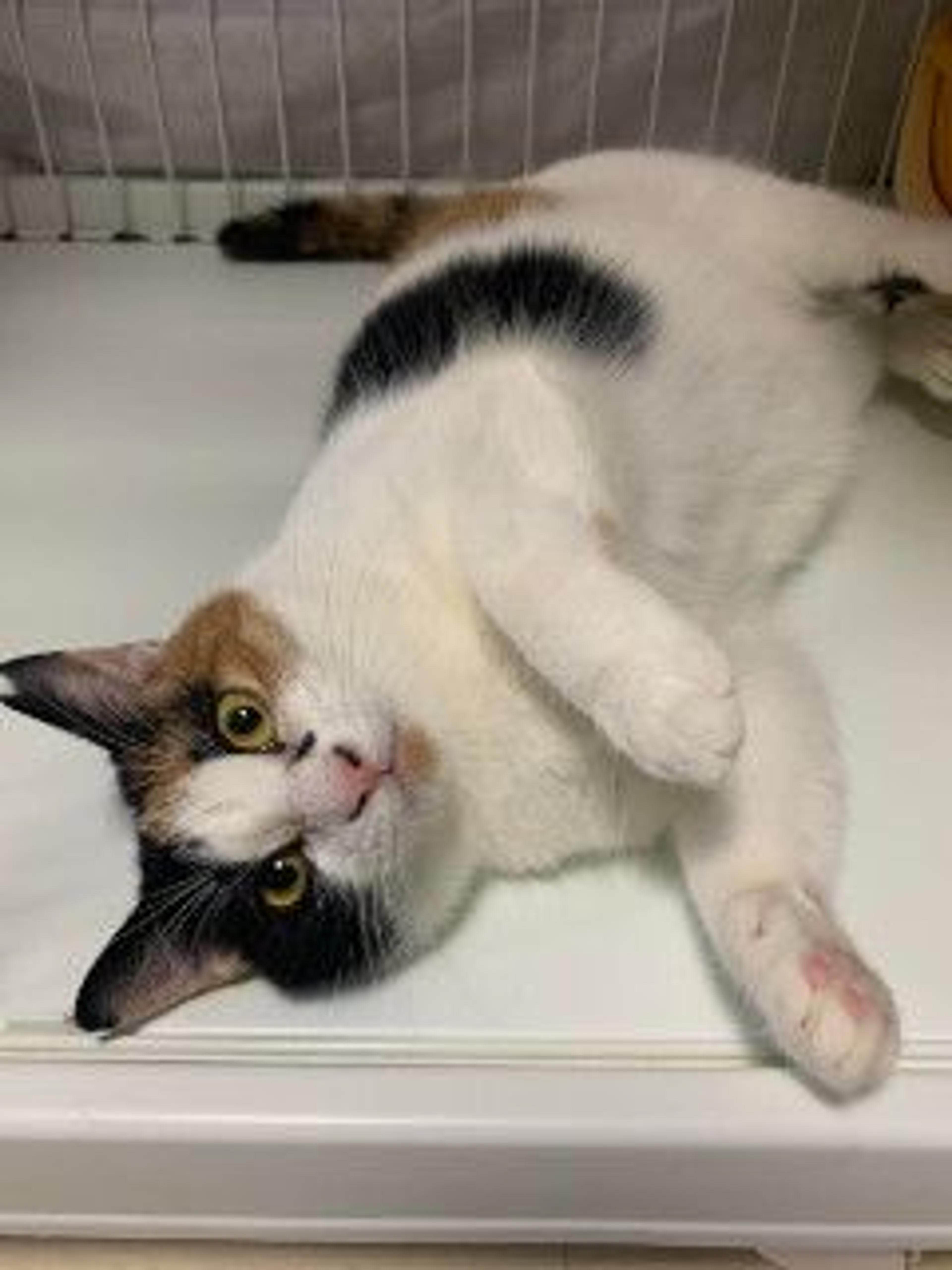 pet-image-5