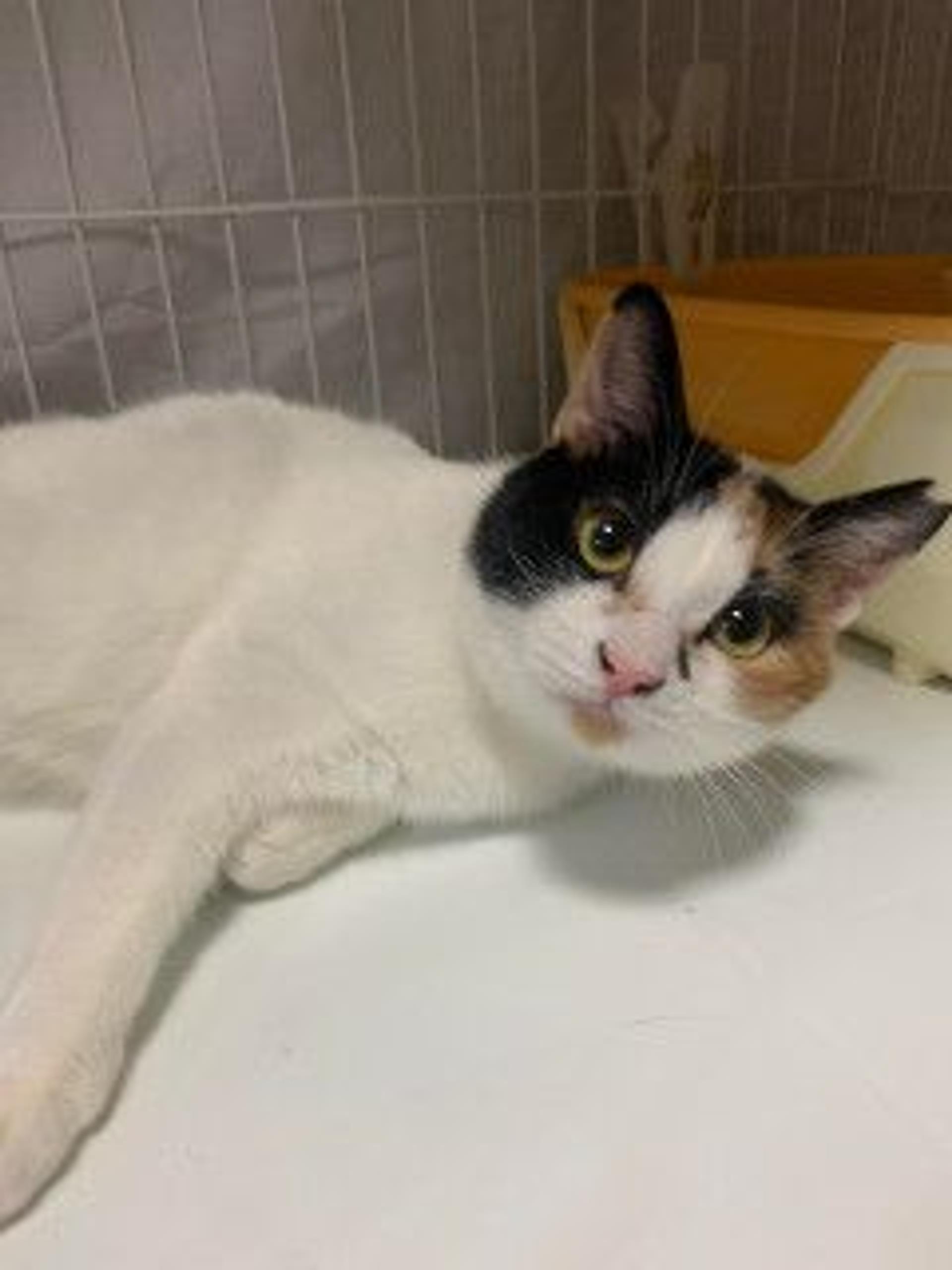 pet-image-6