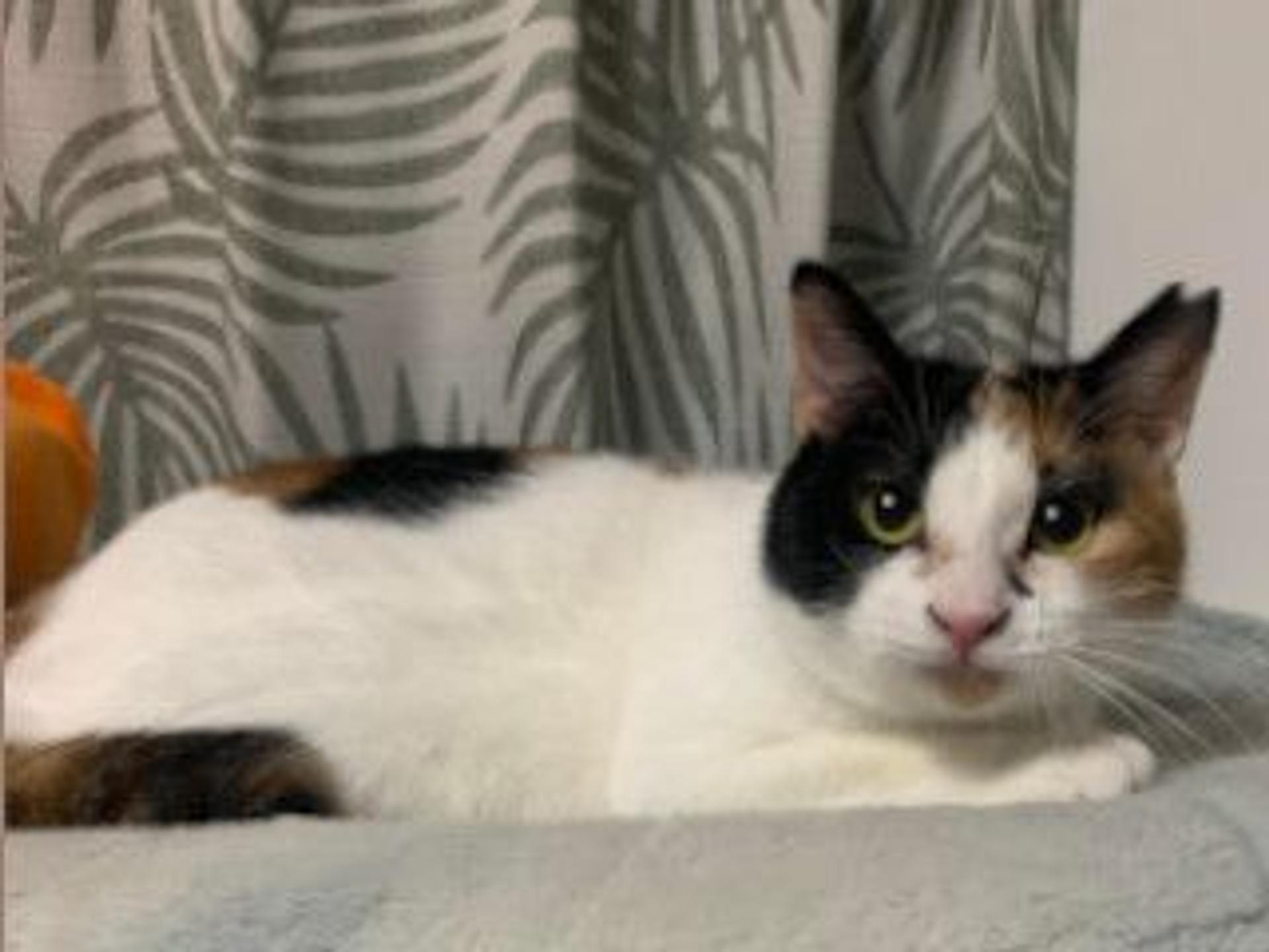 pet-image-7
