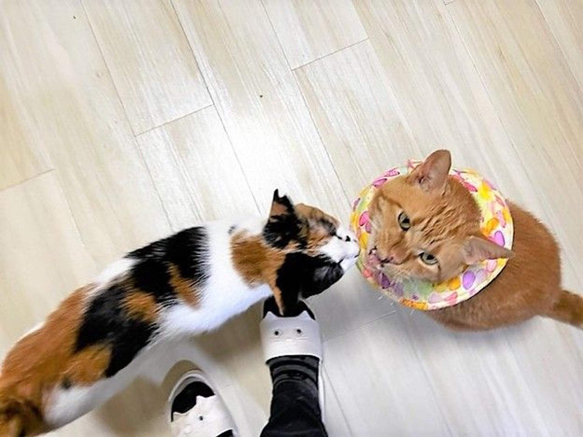 pet-image-4