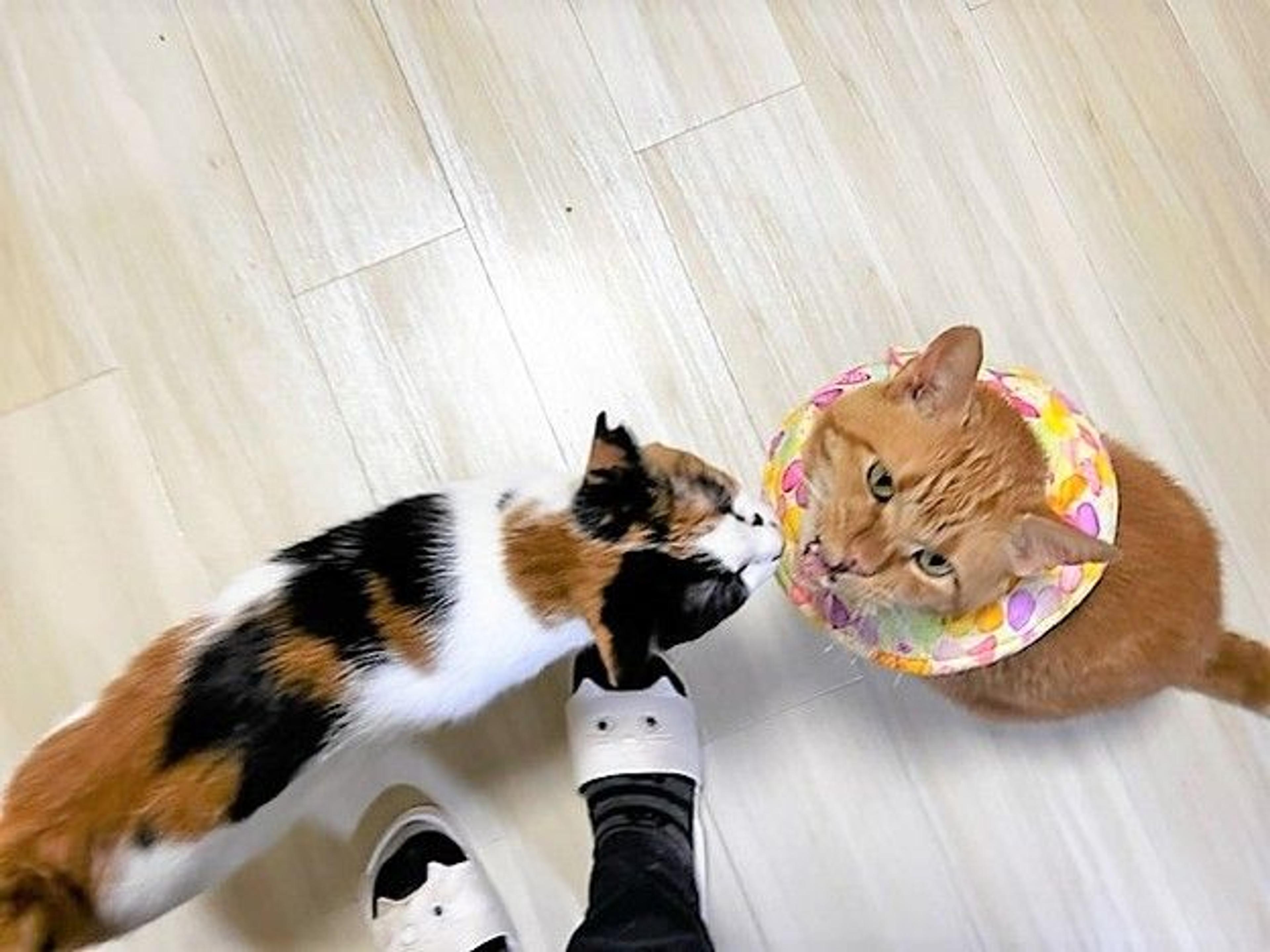 pet-image-4