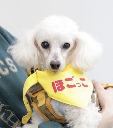 ニカちゃんの写真