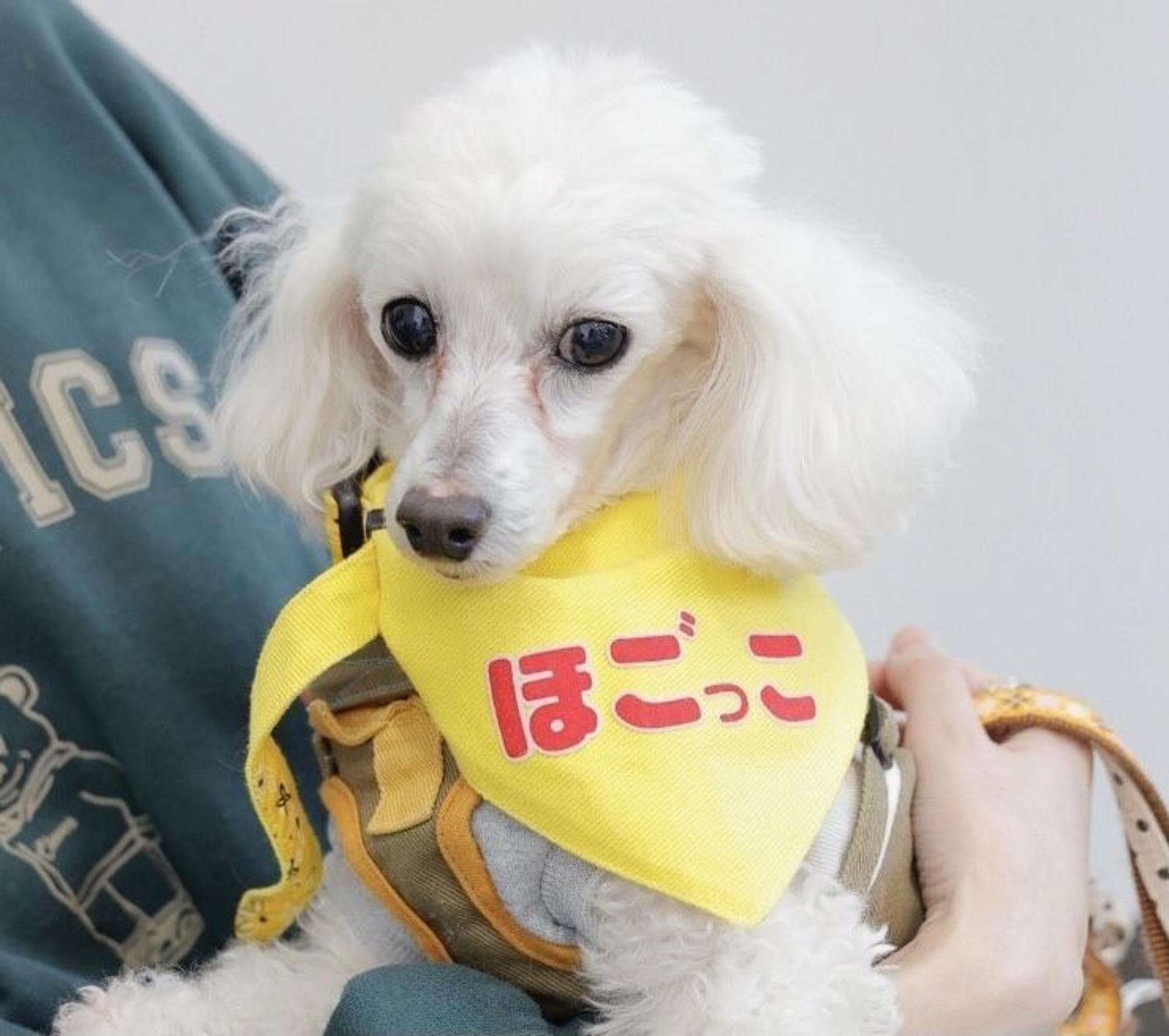 pet-image-2