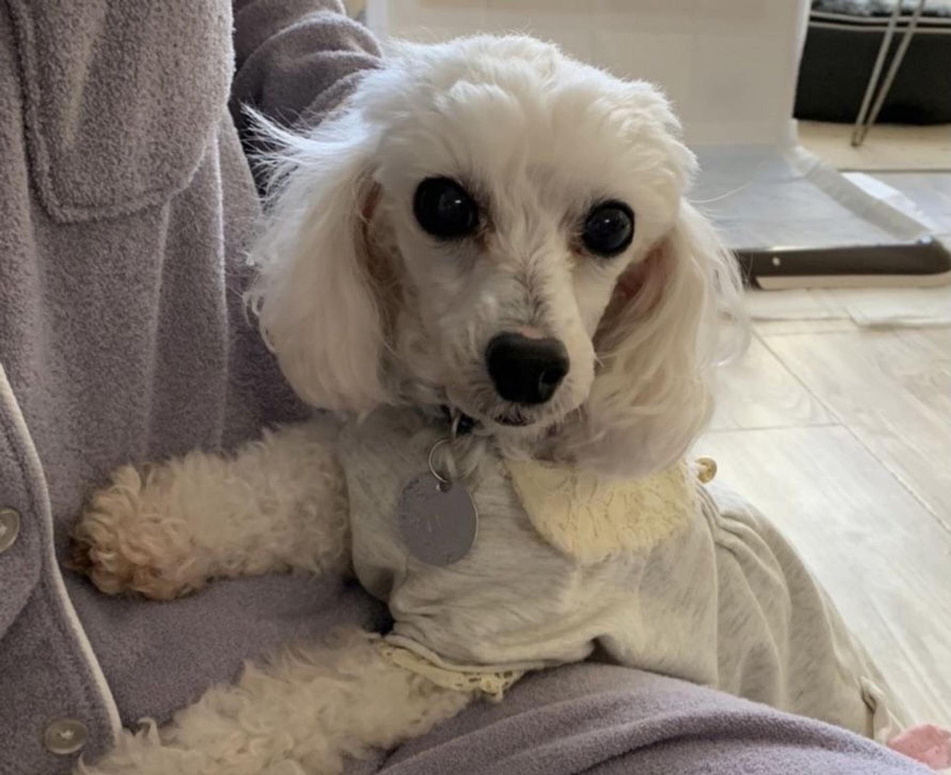 pet-image-4