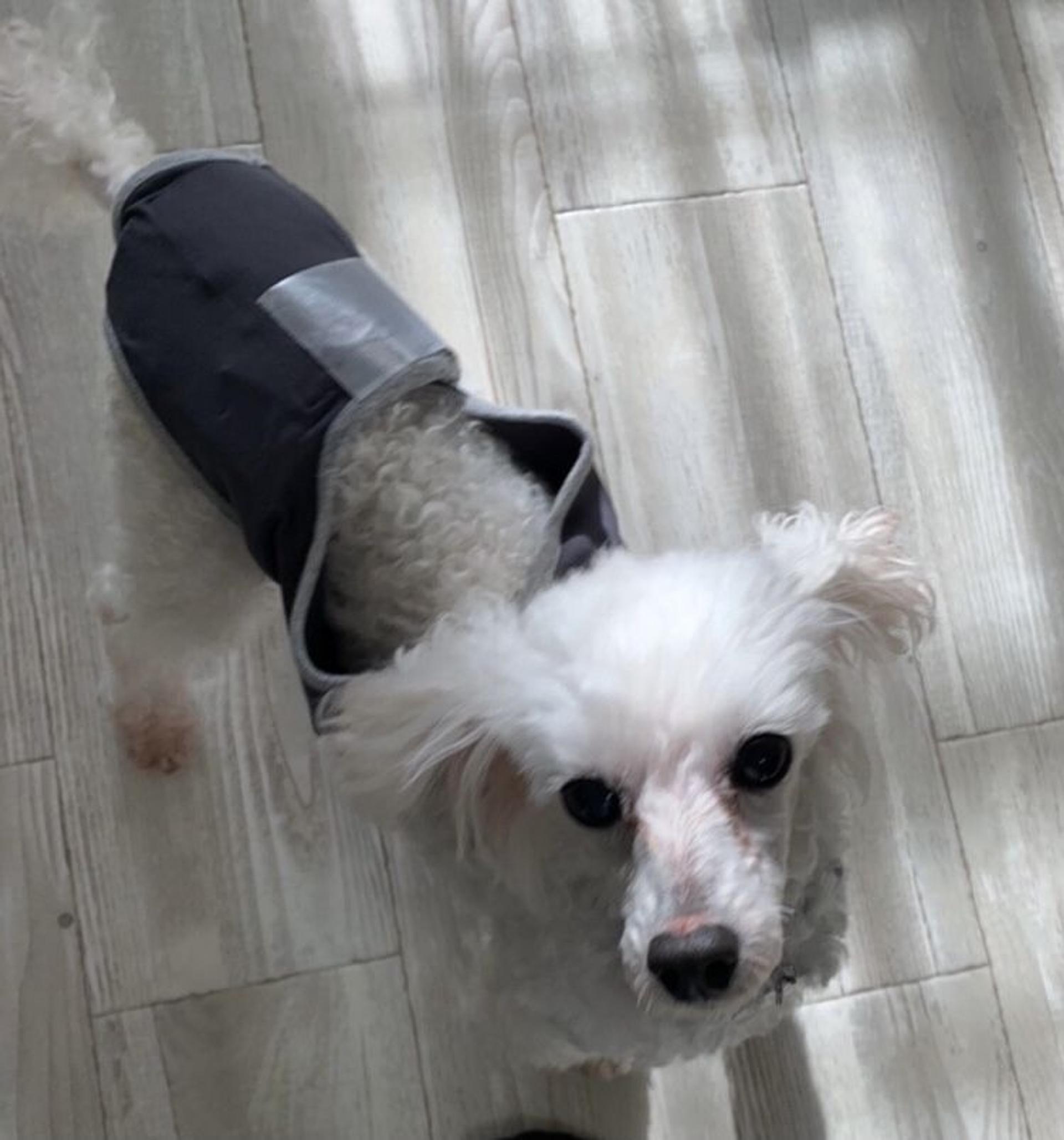 pet-image-7