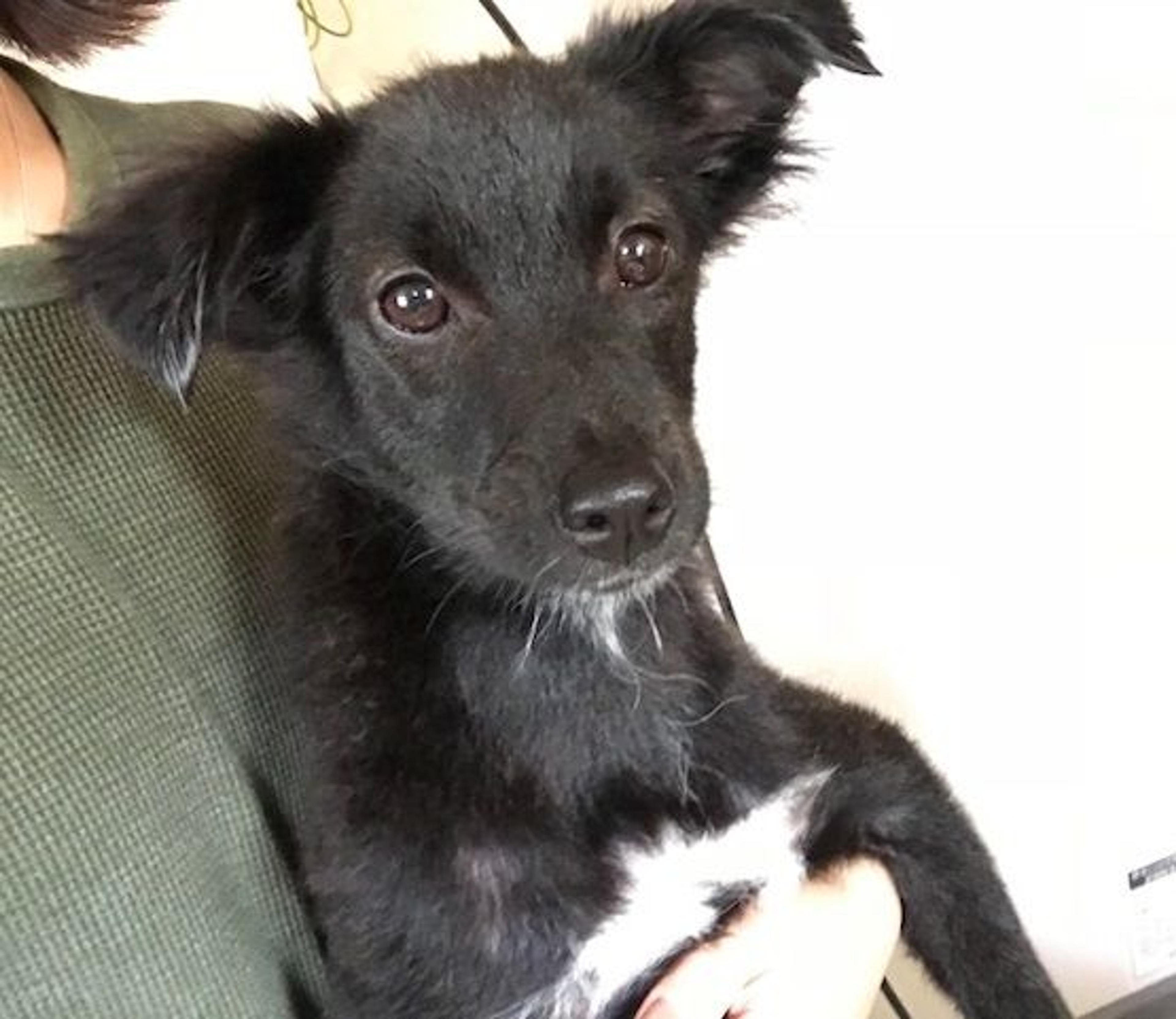 pet-image-3