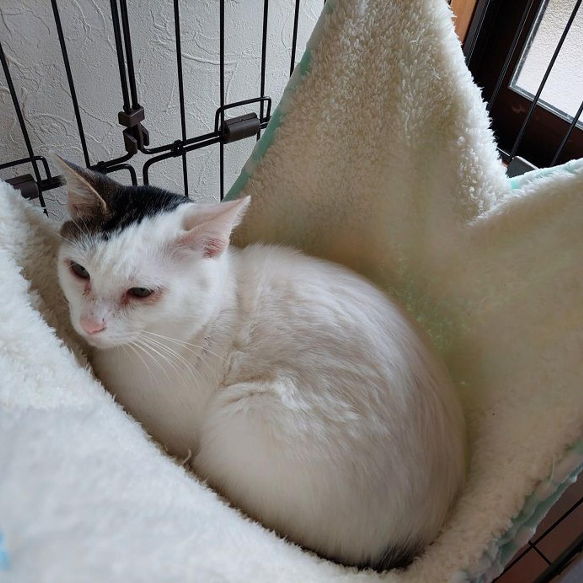 pet-image-3