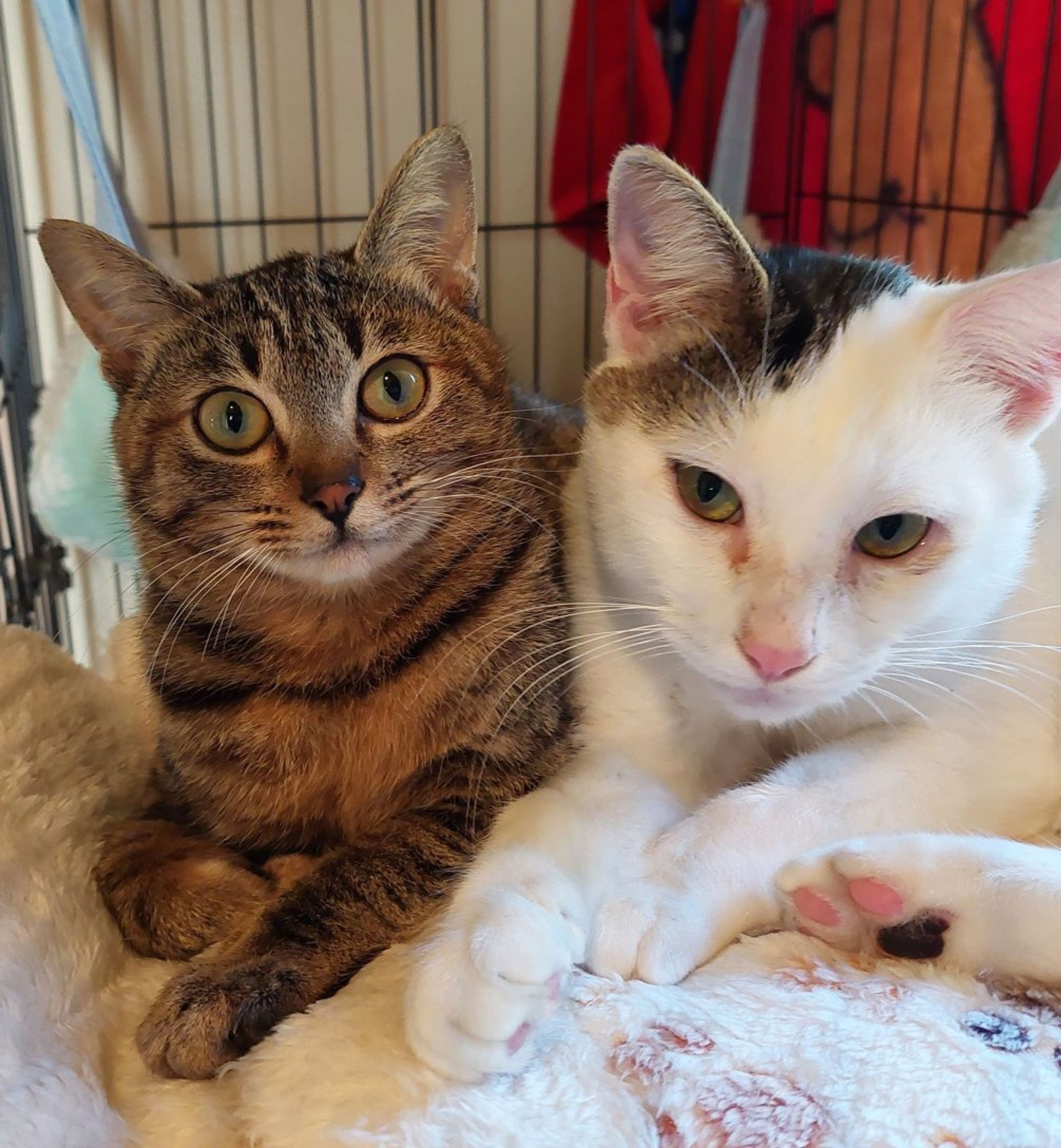 pet-image-4