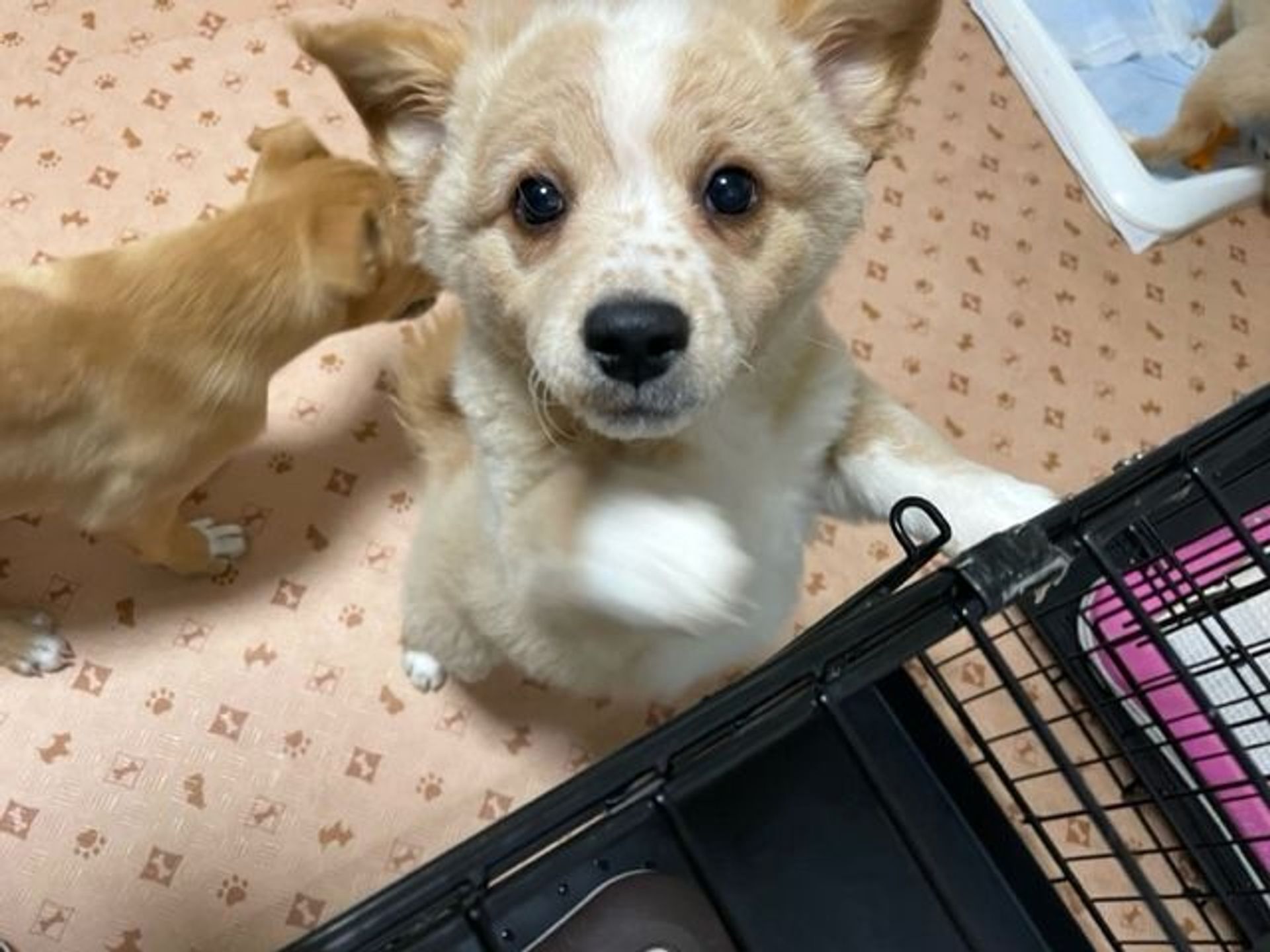 雑種（ミックス犬）・オスの里親募集の写真