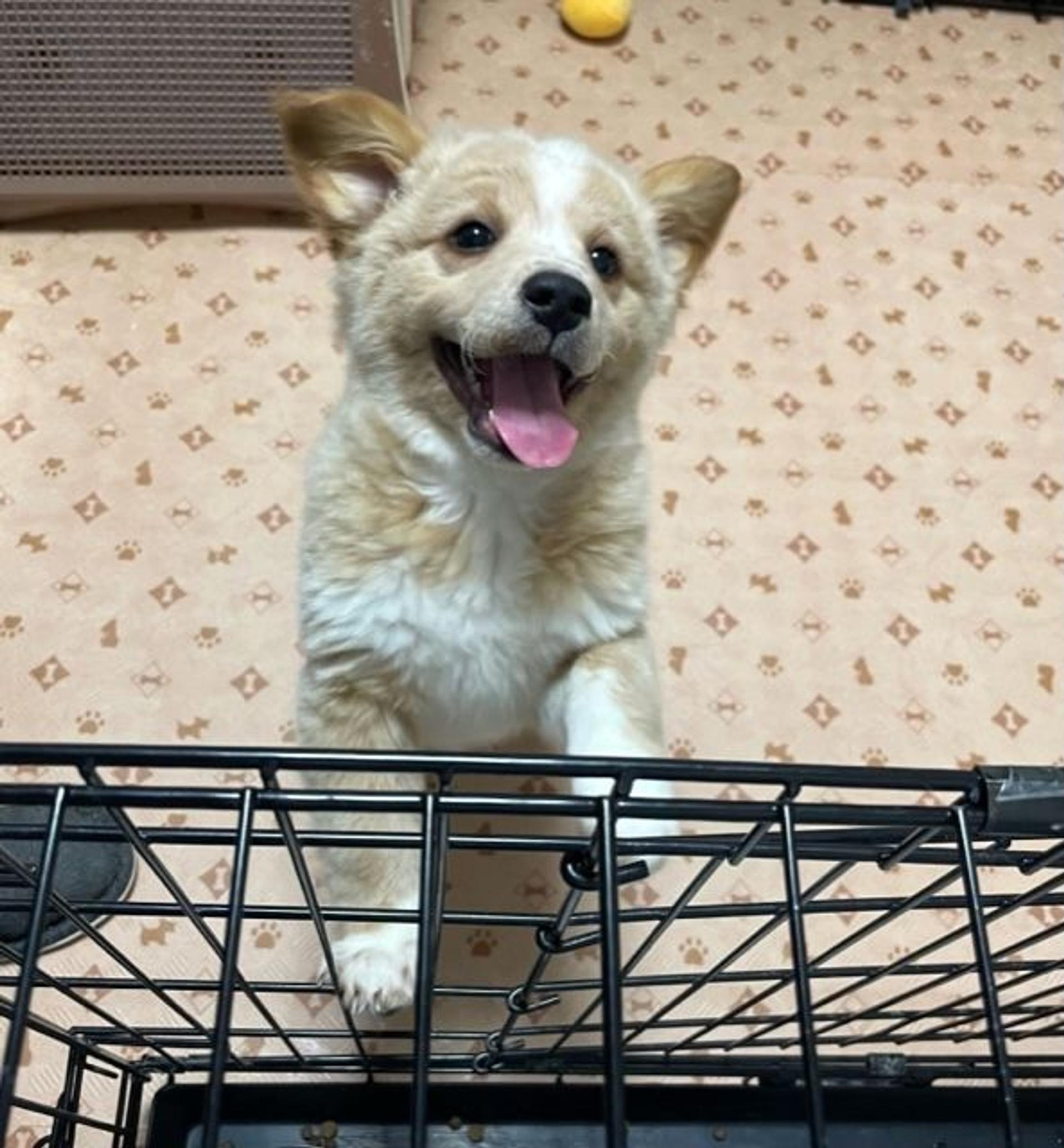 pet-image-4