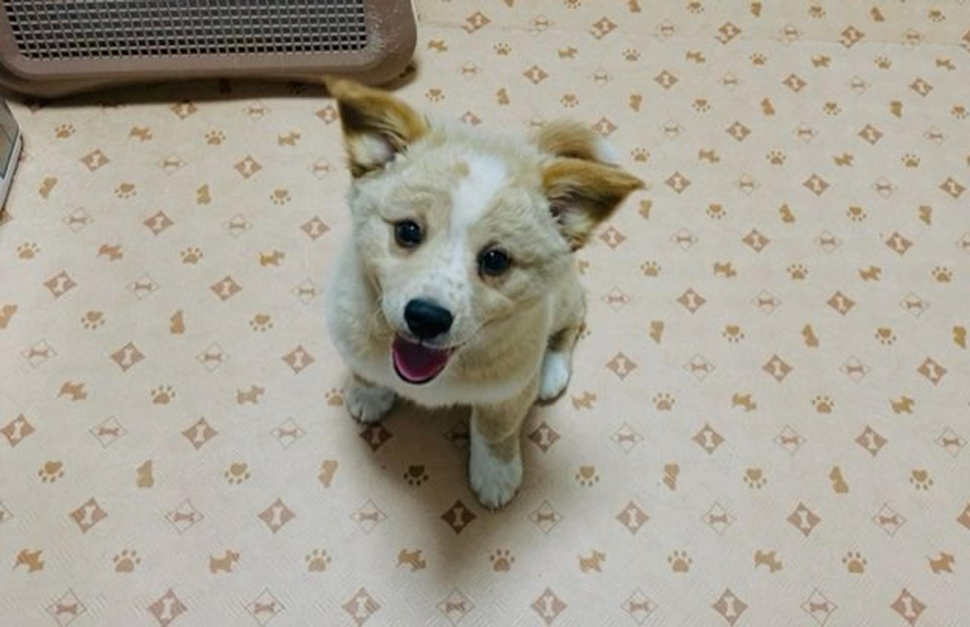 pet-image-5
