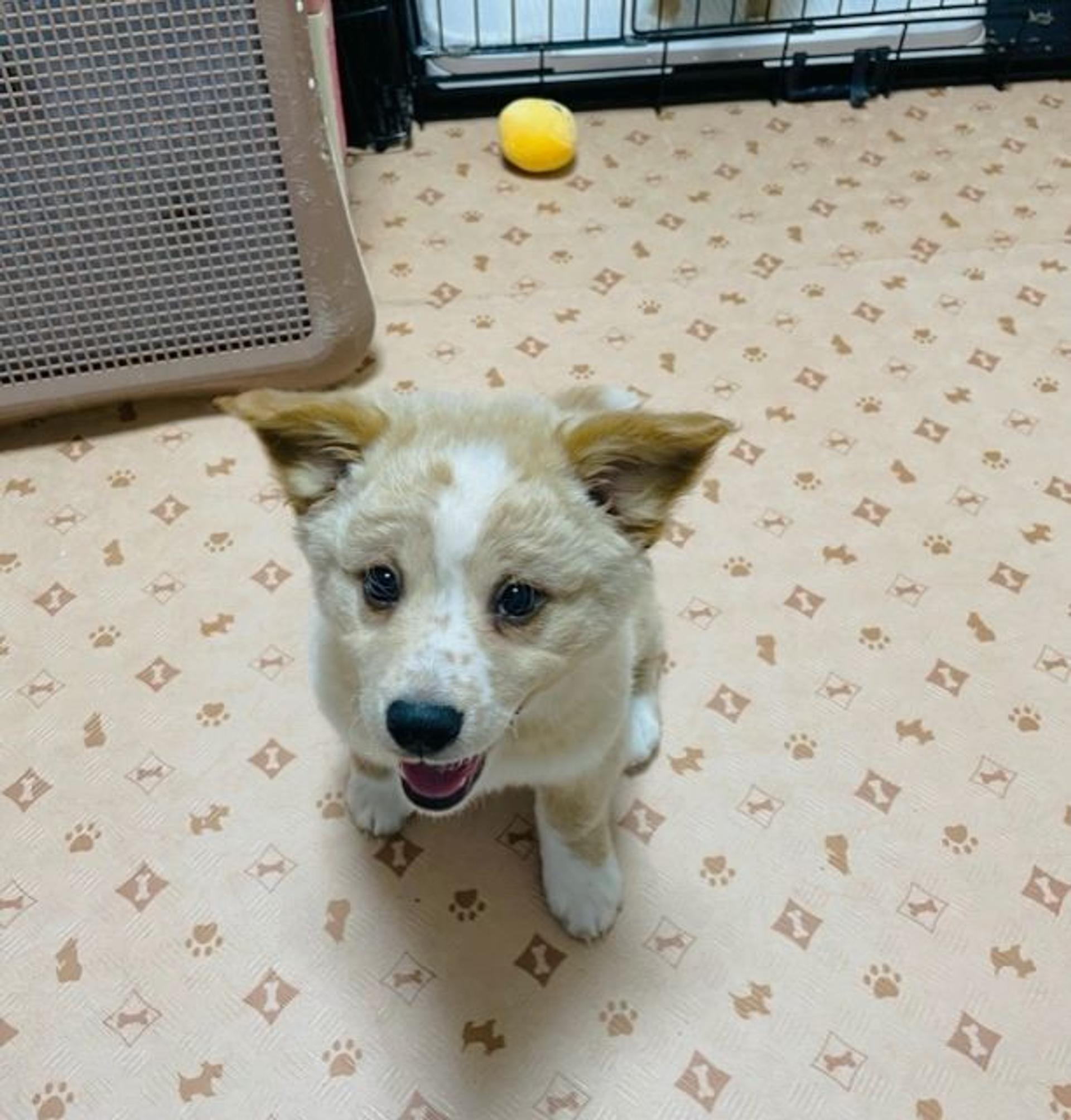 pet-image-6
