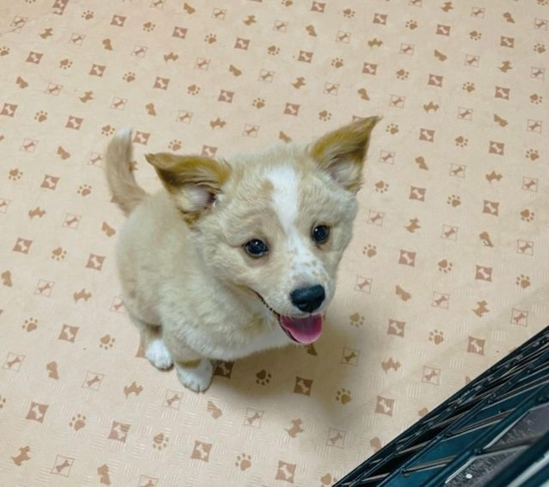pet-image-7