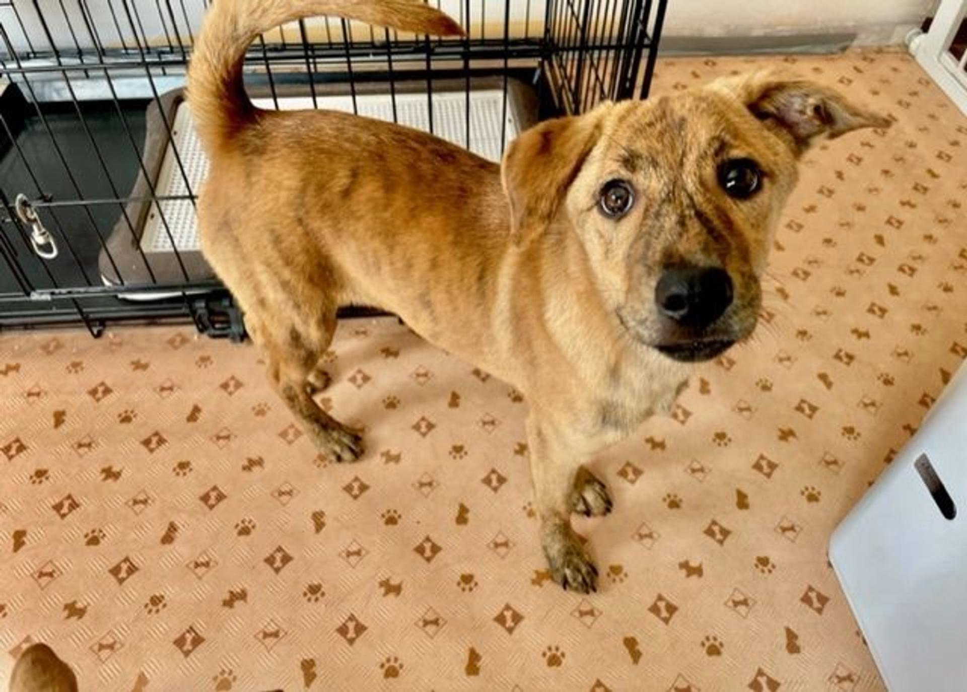 pet-image-2